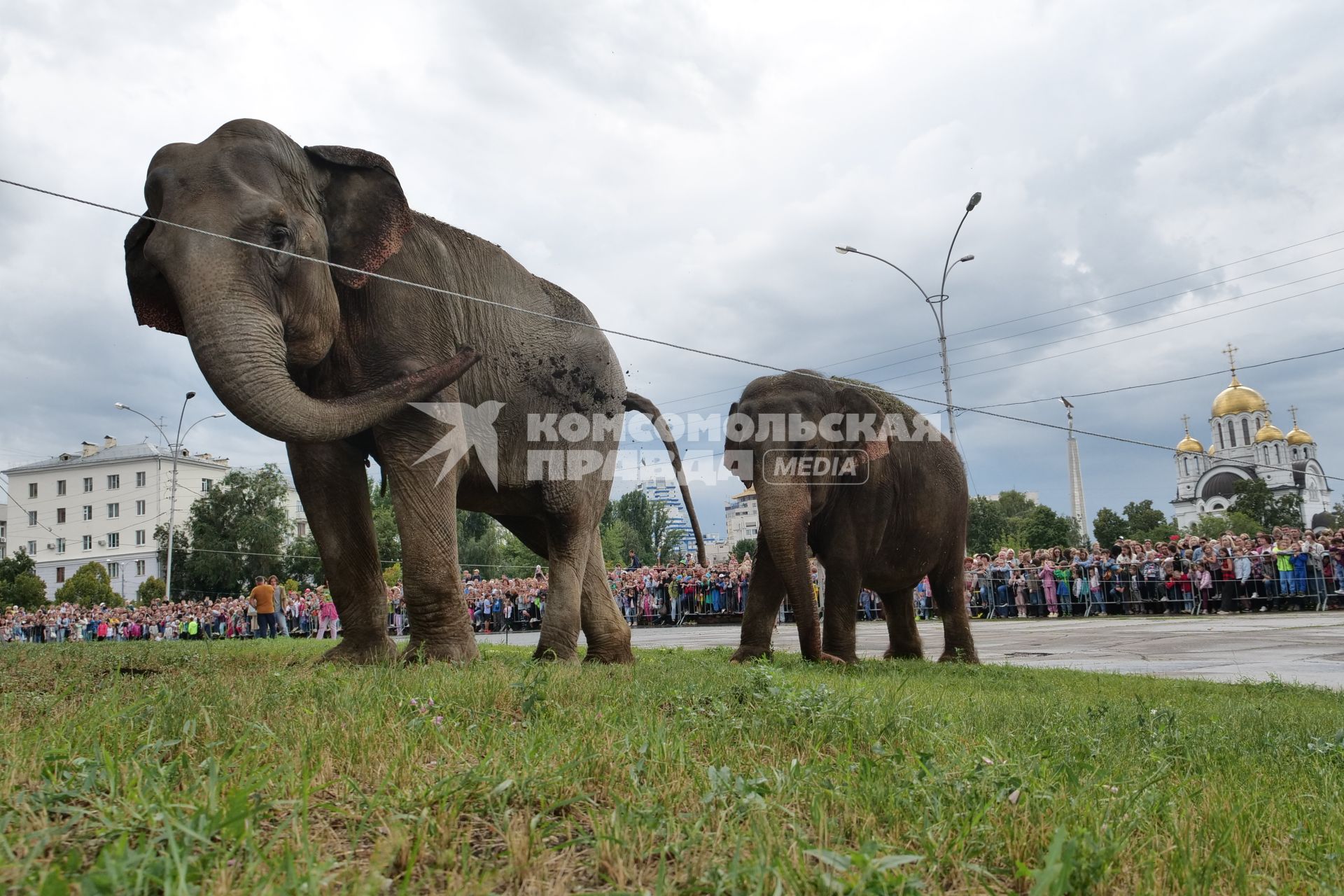 Самара. Прогулка слонов у здания Самарского цирка.