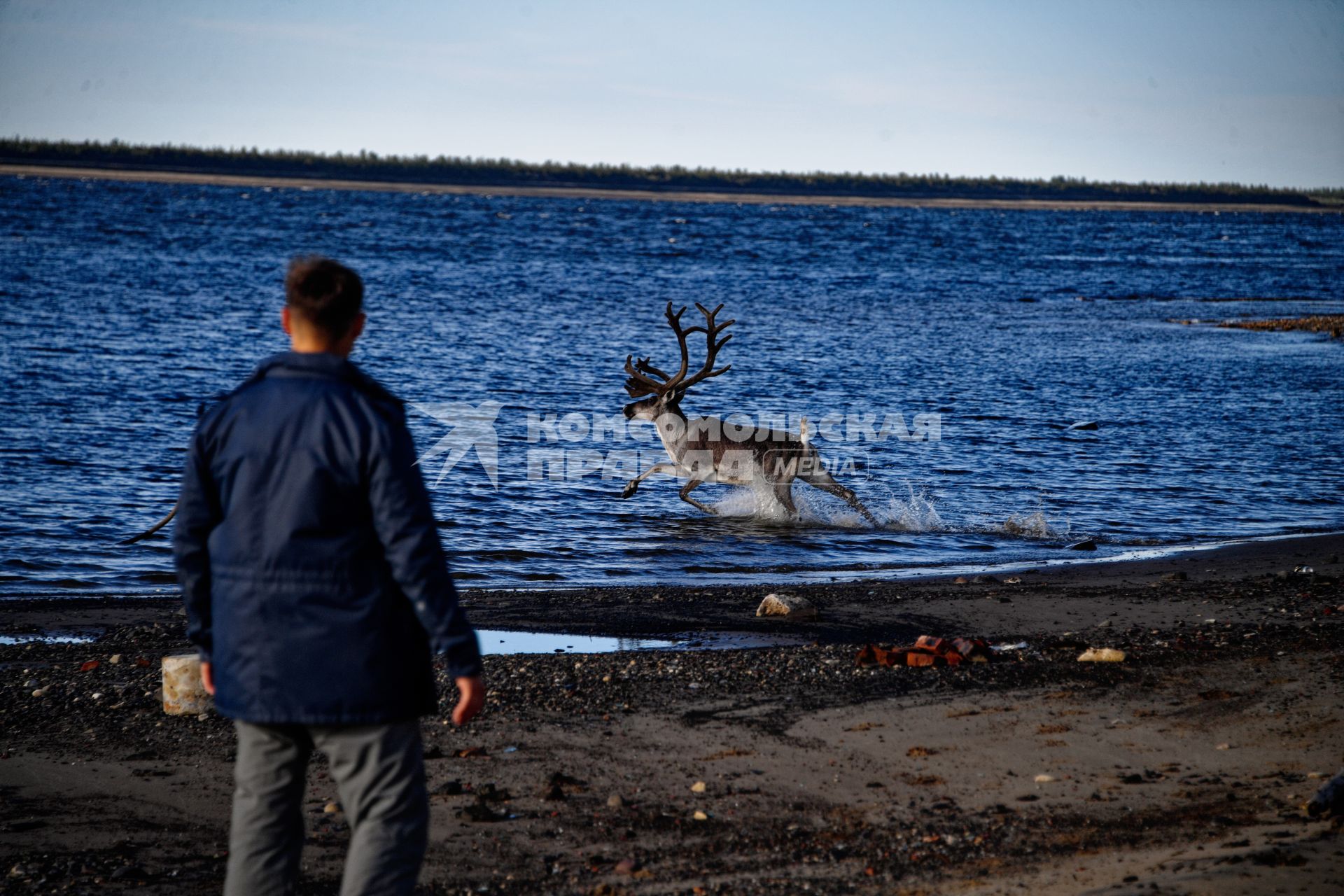 Красноярский край. Хатанга.   Олень на территории  морского порта на реке Хатанга.