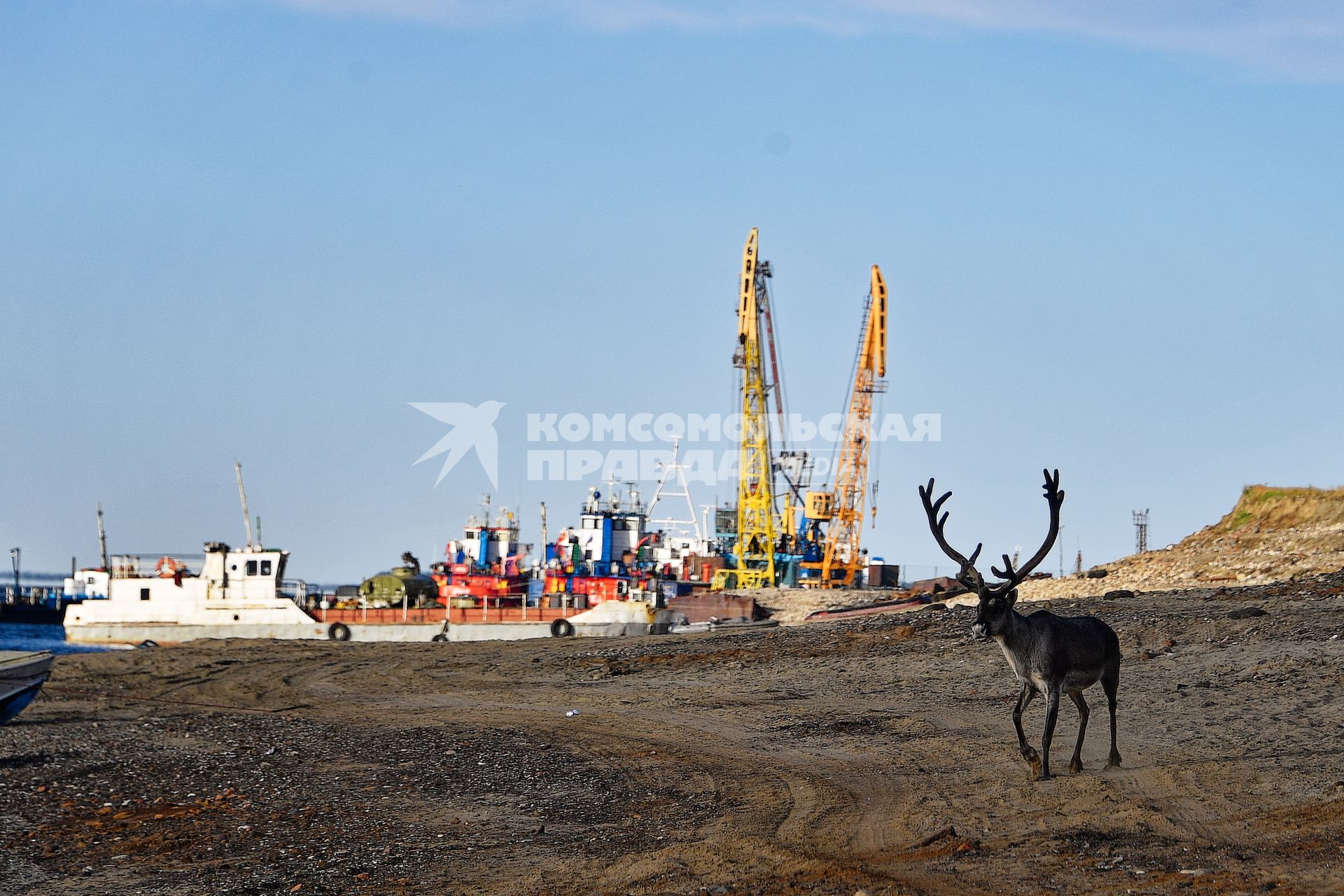 Красноярский край. Хатанга.   Олень на территории  морского порта на реке Хатанга.