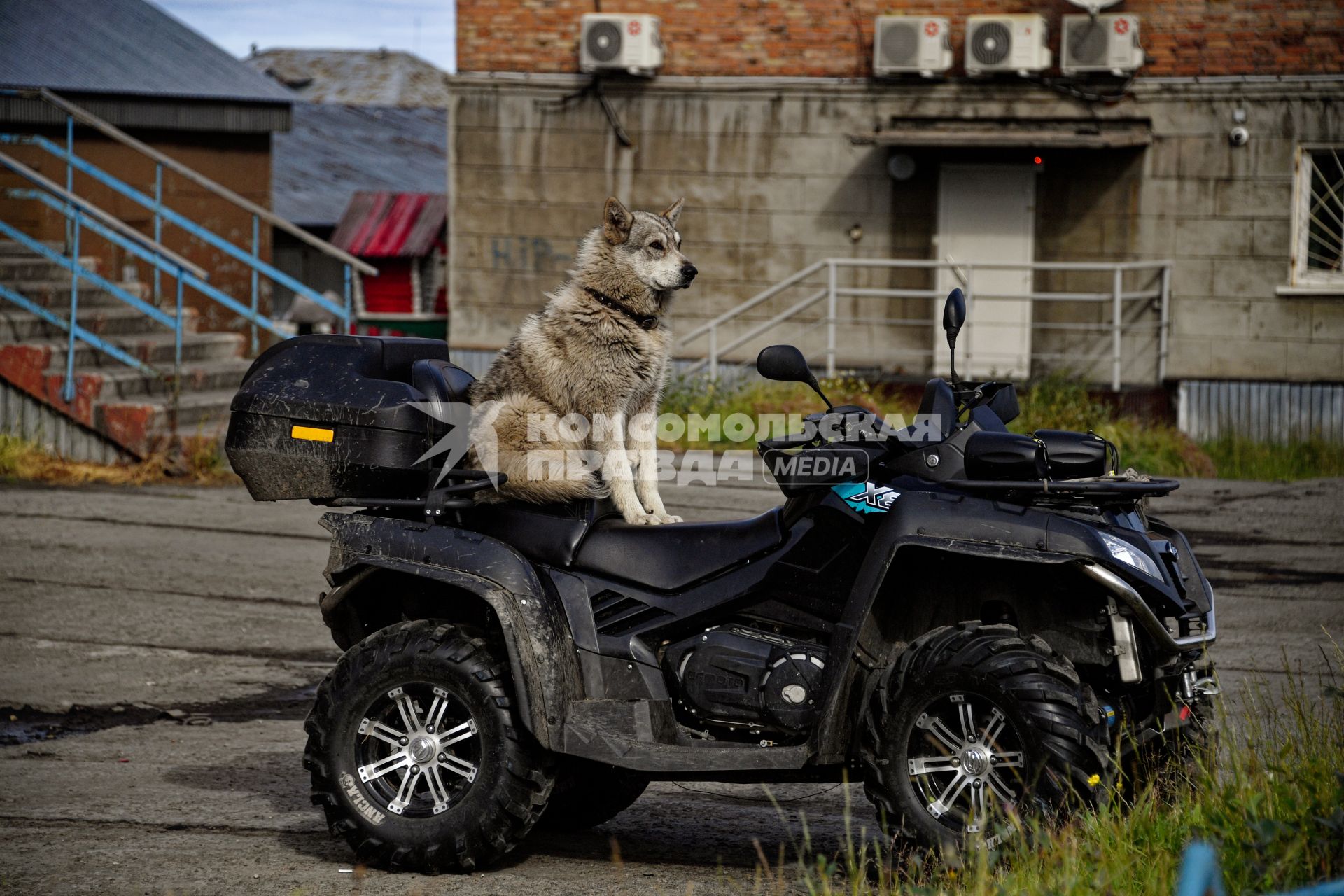 Красноярский край. Хатанга.  Собака сидит  на квадроцикле.