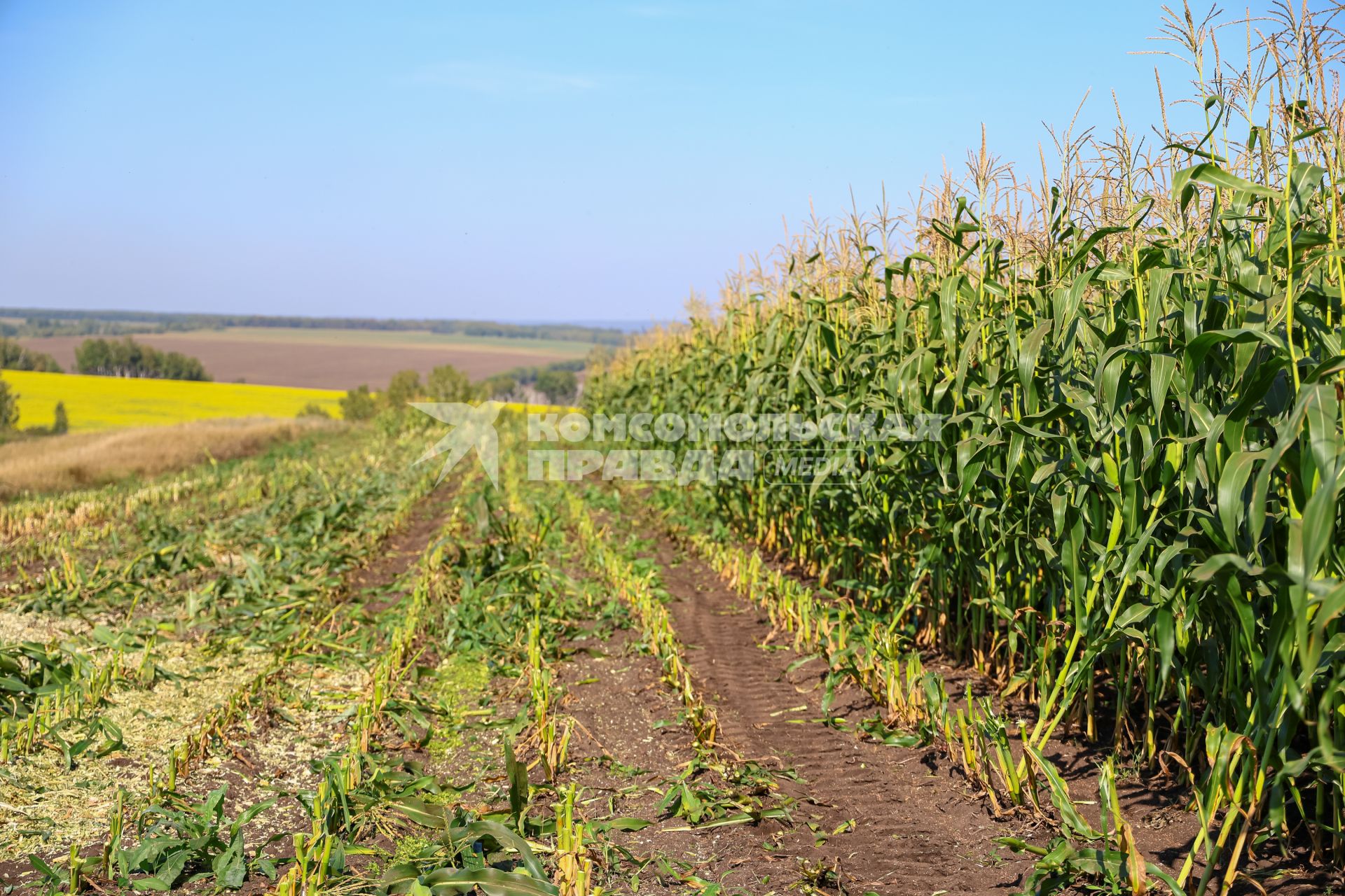 Кукурузное поле