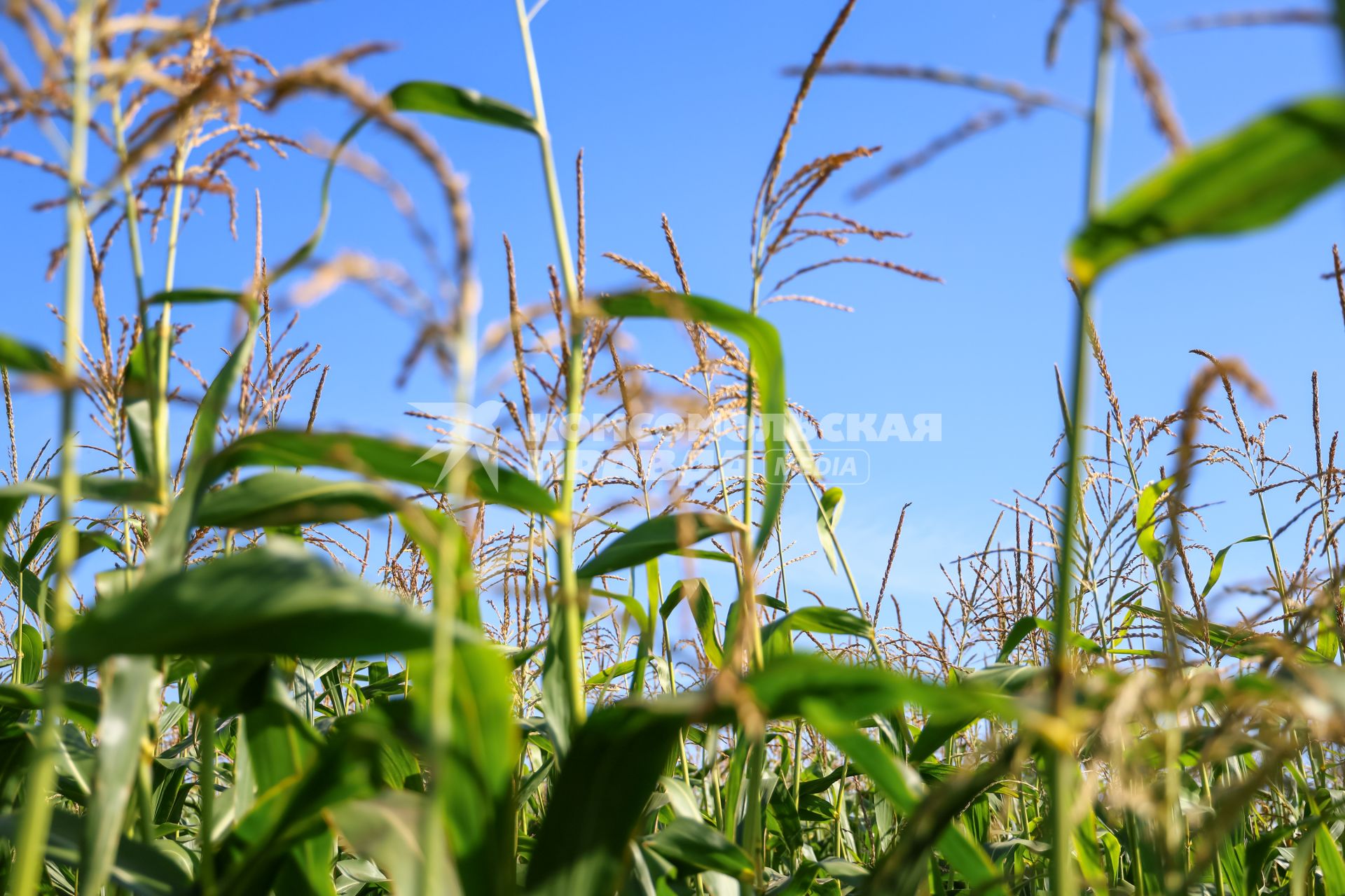 Кукурузное поле