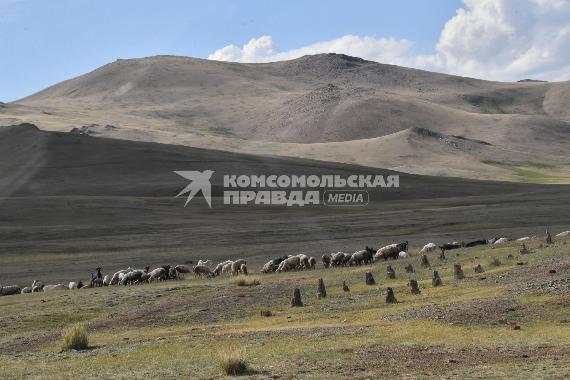 Республика Алтай.  Вид на  горы  и отару овец  в национальном Сайлюгемском парке.