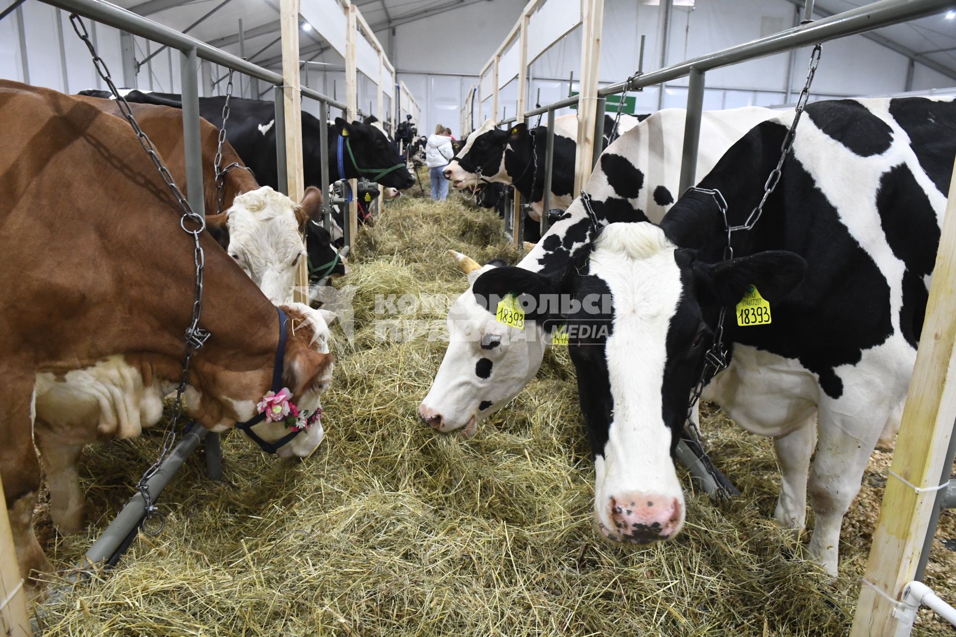 Москва. Коровы  на 25-ой Российской агропромышленной выставке `Золотая осень  2023` в Российском государственном аграрном университете  МСХА им. Тимирязева.