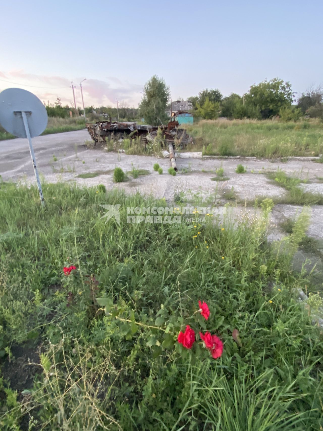 Луганская область. п.Тошковка. Сгоревший танк на фоне цветов.