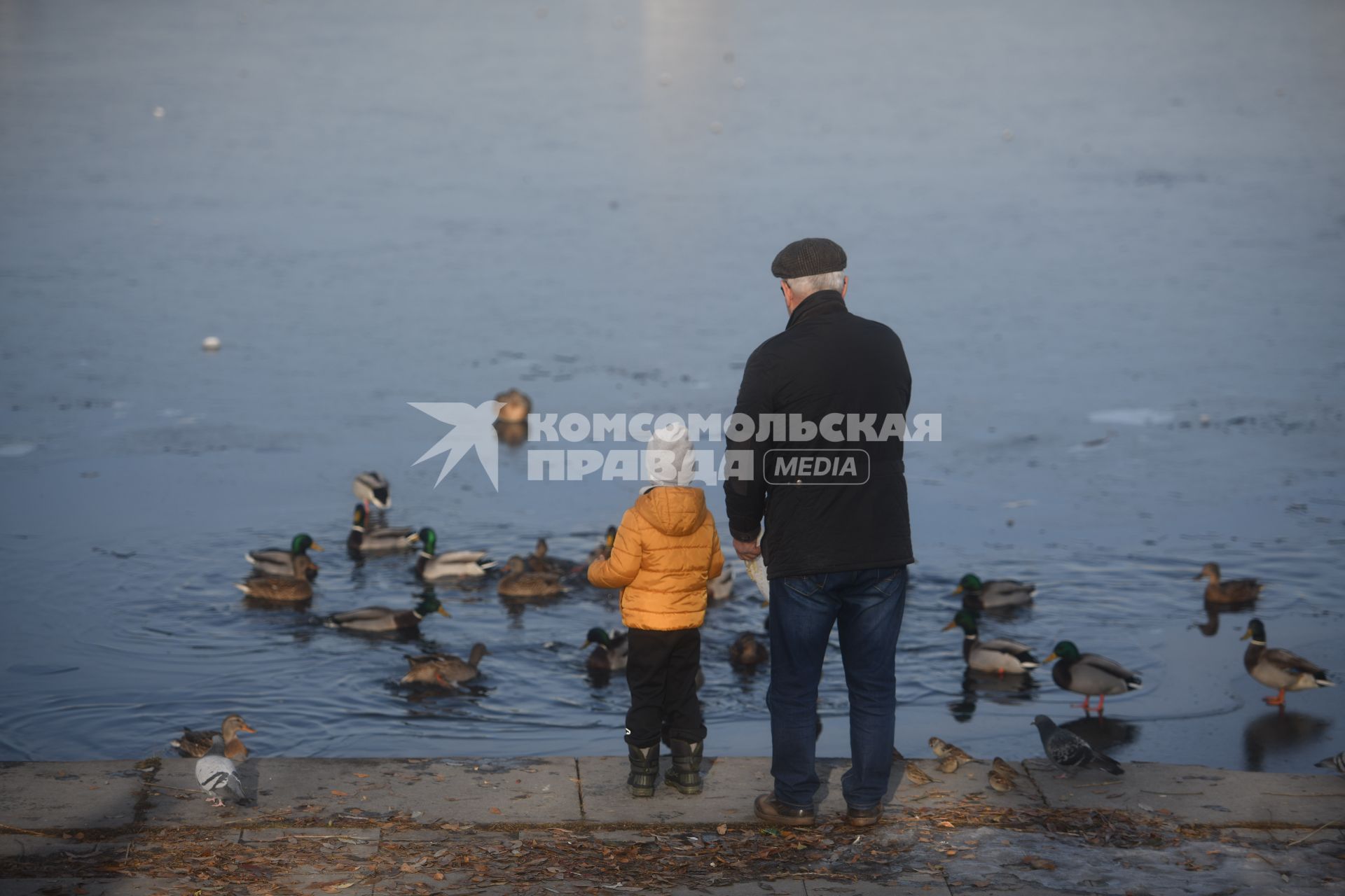 Екатеринбург.Дедушка с внуком кормят уток на городском пруду