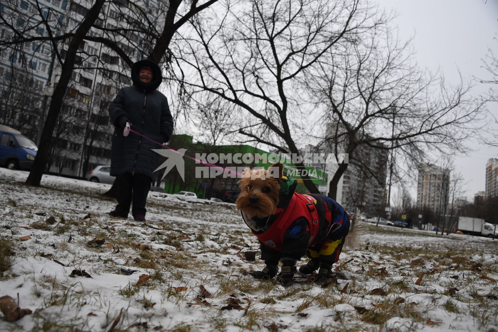 Собака в одежде на прогулке