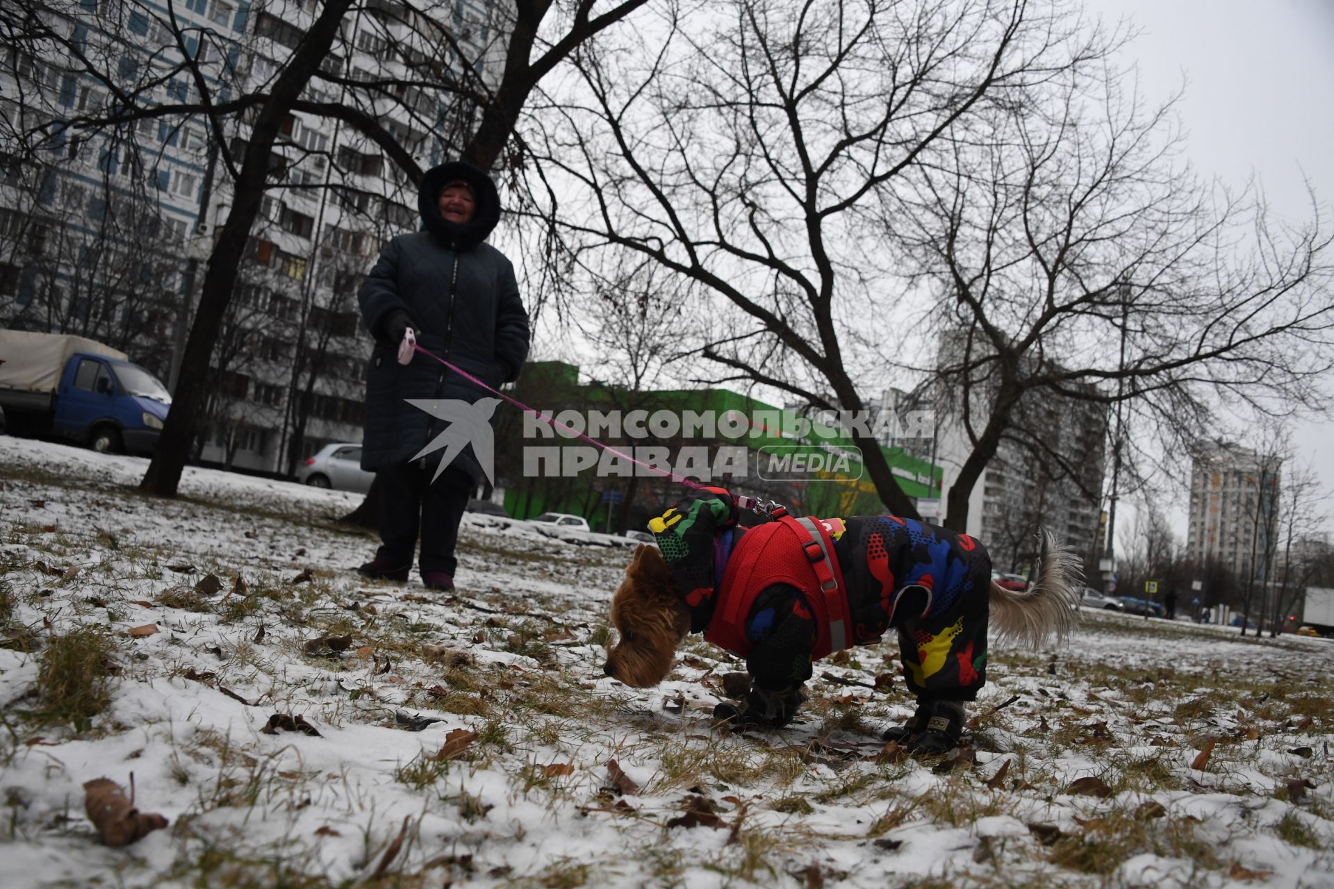 Собака в одежде на прогулке