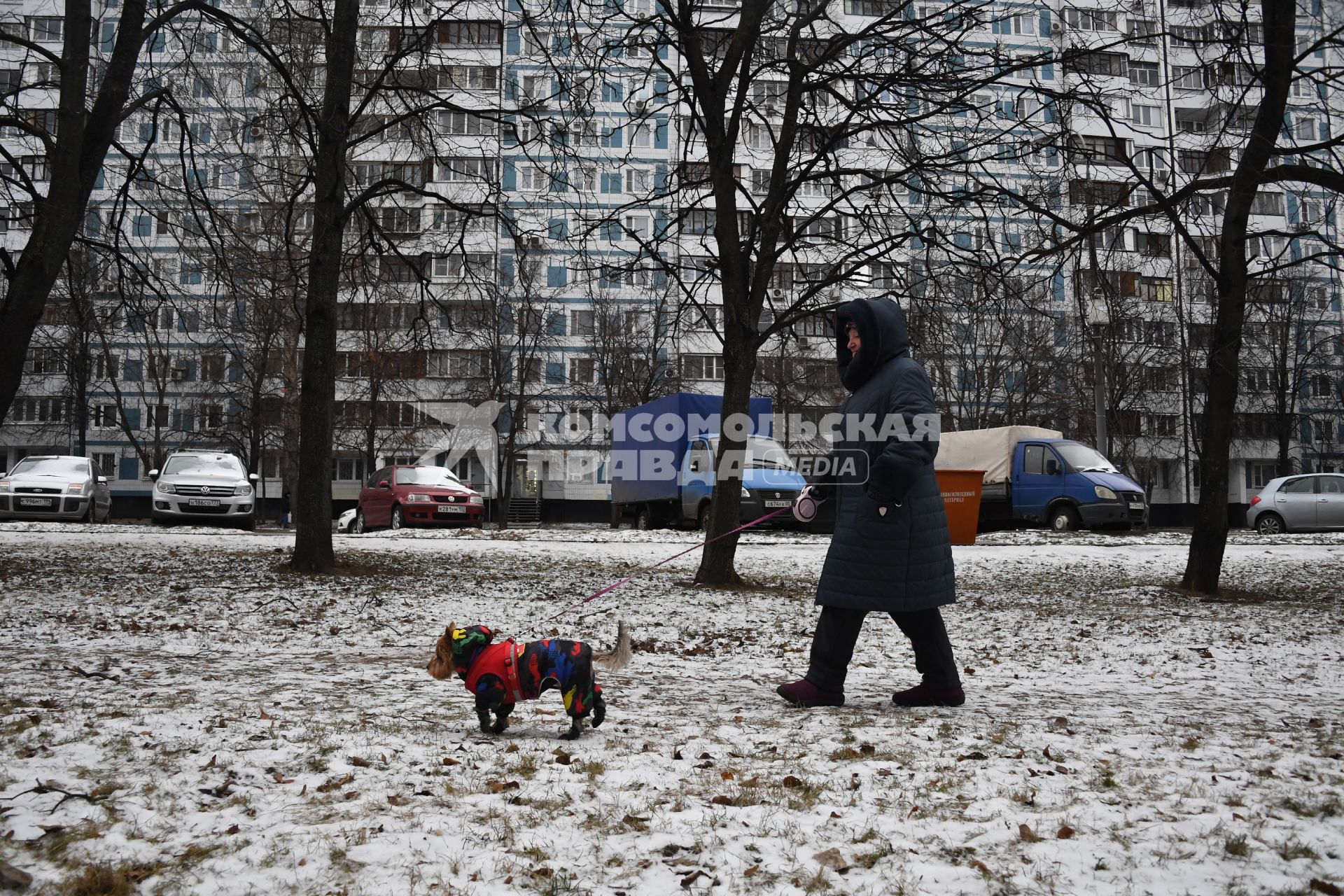 Собака в одежде на прогулке