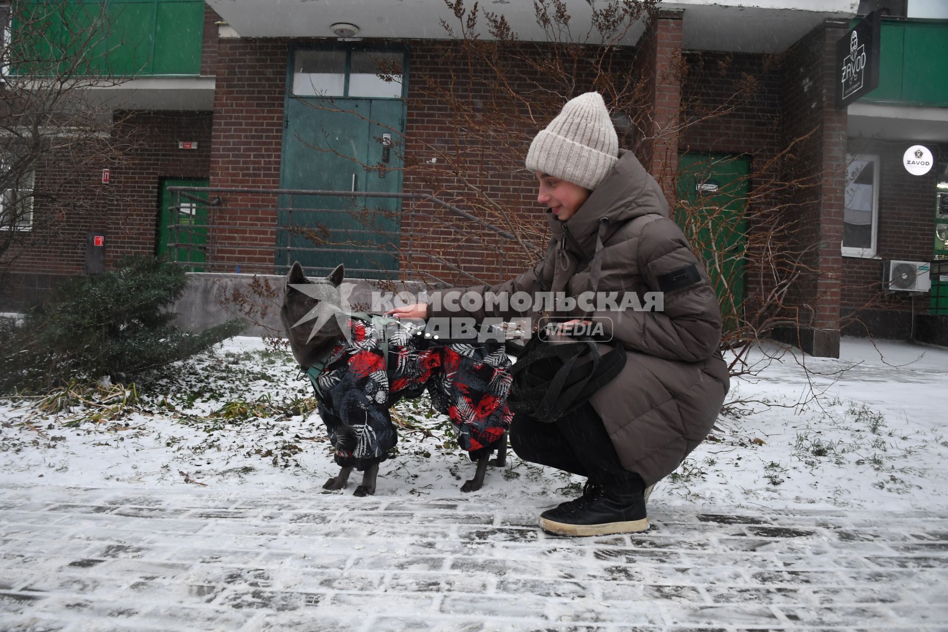 Собака в одежде на прогулке