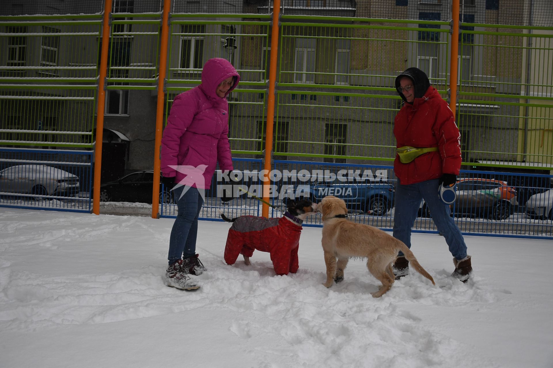 Собака в одежде на прогулке