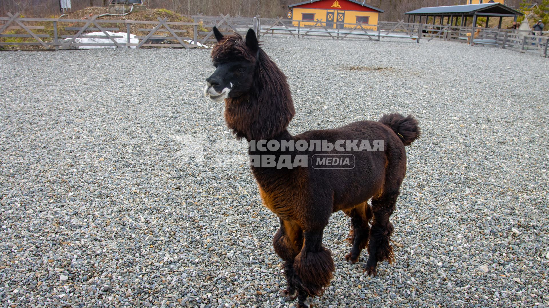 Парк альпак `Пача Мама`в Сочи