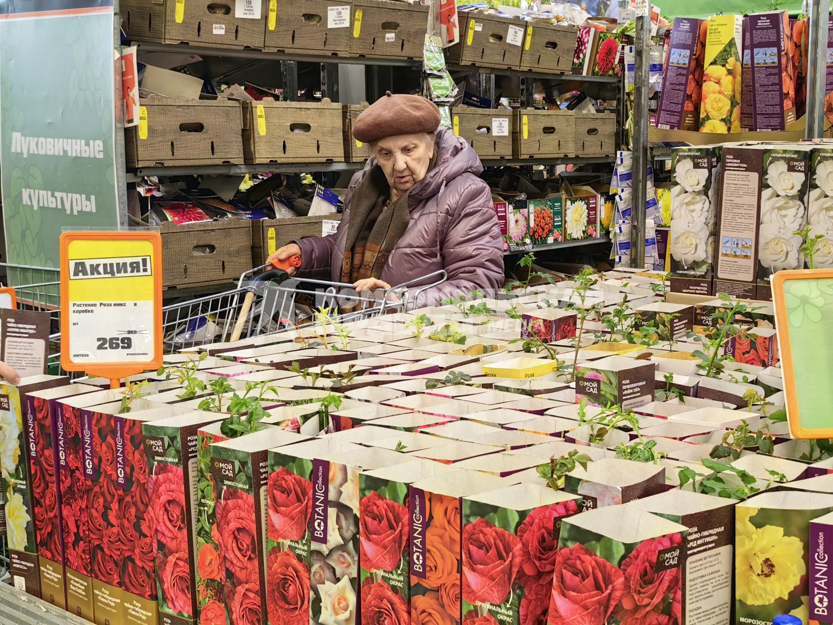 Продажа семян и рассады на рынке