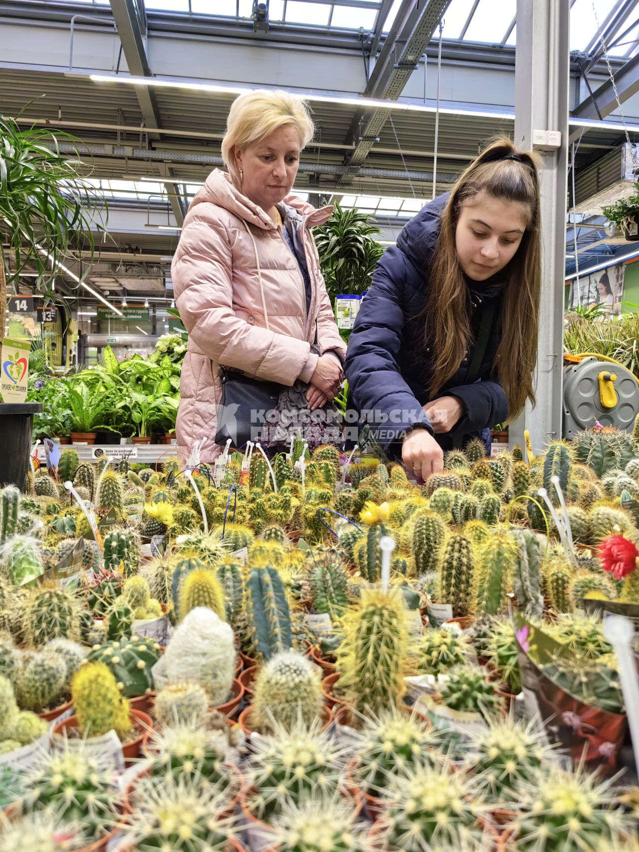 Продажа семян и рассады на рынке