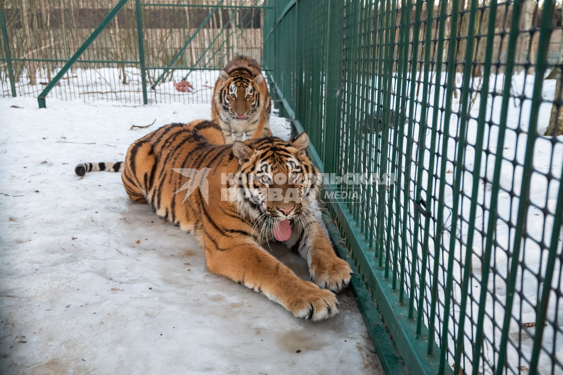 Хоспис для тигров