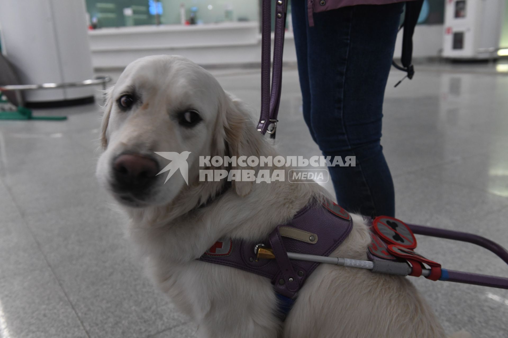 Показательные выступления школы подготовки собак-проводников в Московском метрополитене