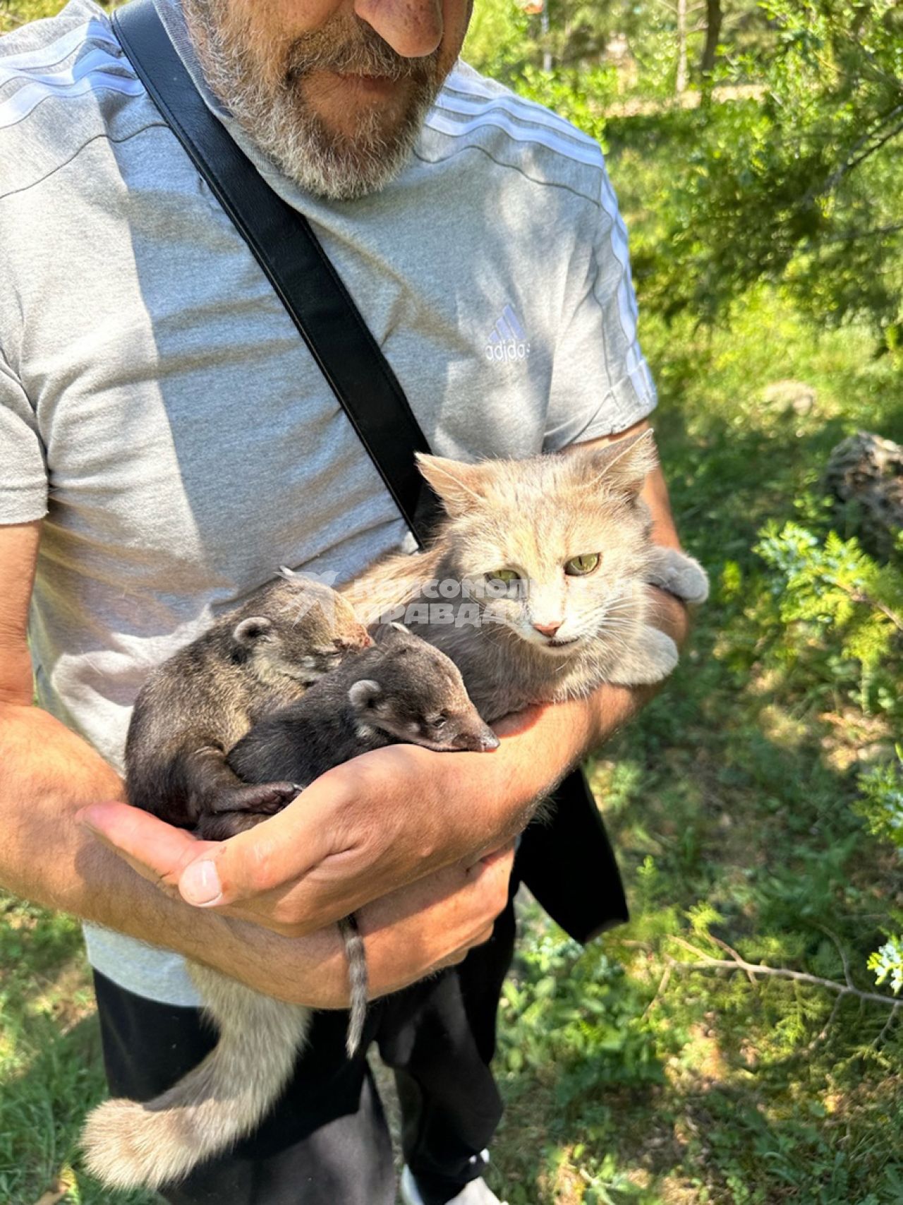 Кошка приютила детенышей носухи в Крыму