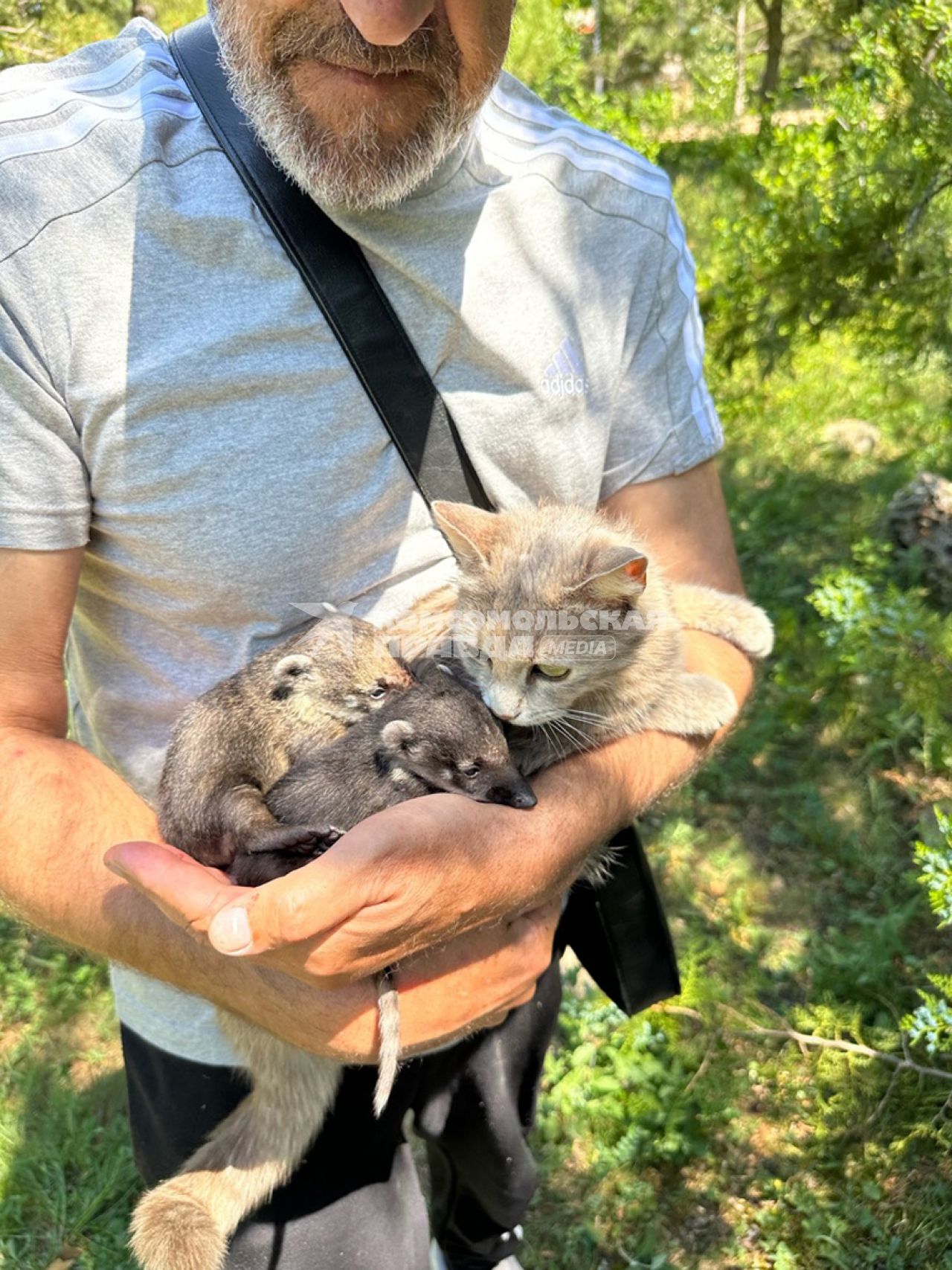 Кошка приютила детенышей носухи в Крыму