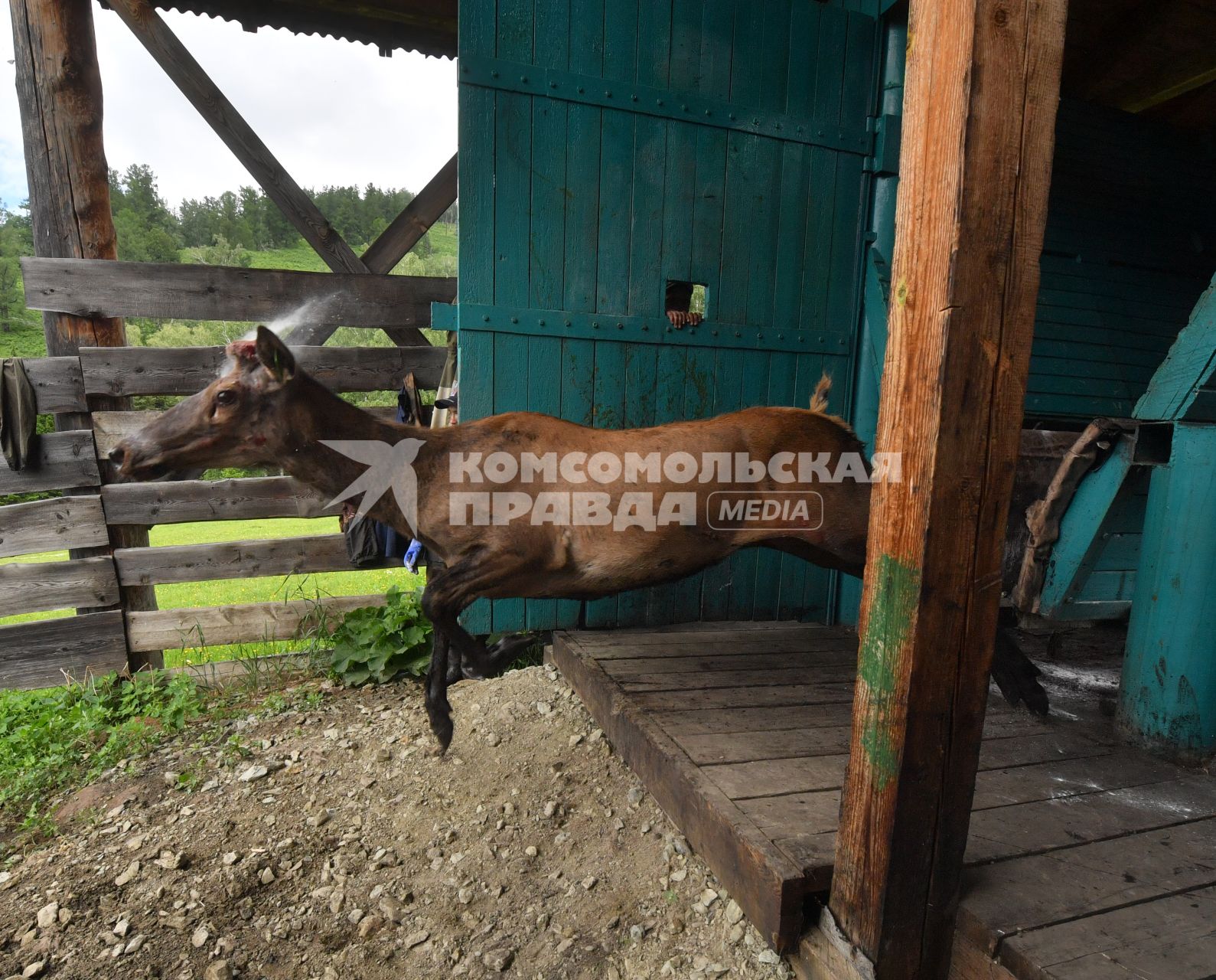 Мараловодческая ферма в республике Алтай