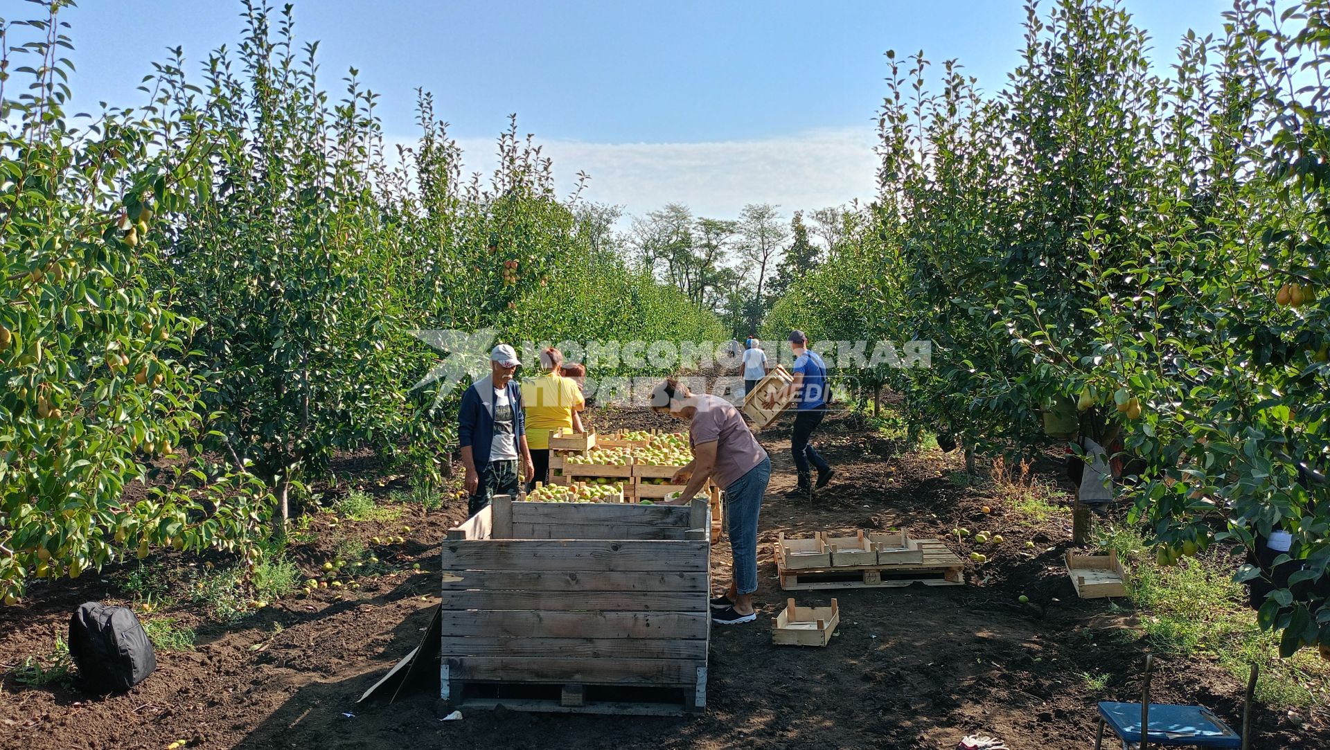 Сбор груш в поселке Фруктовое