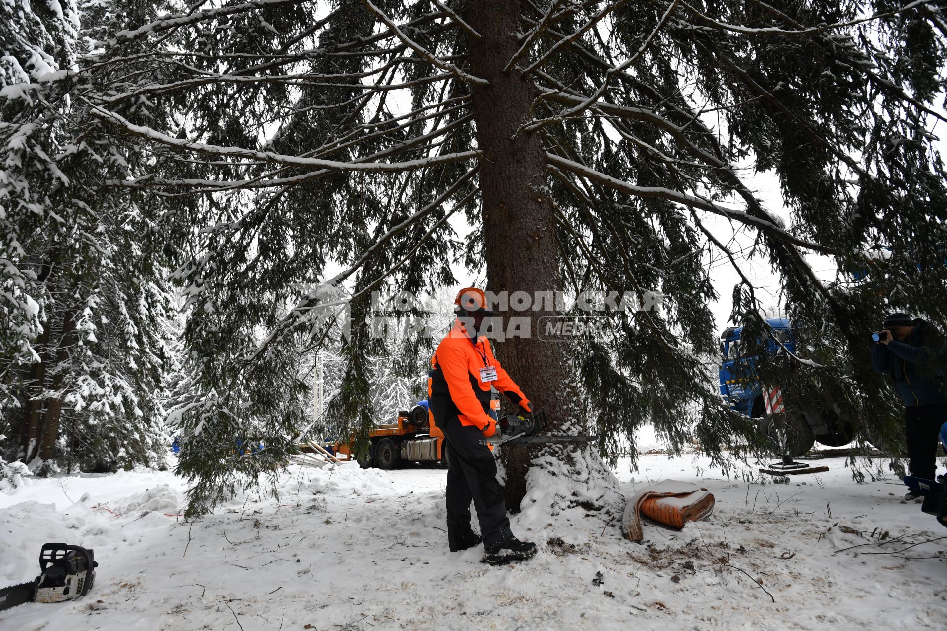 Церемония спила главной новогодней ели в Подмосковье