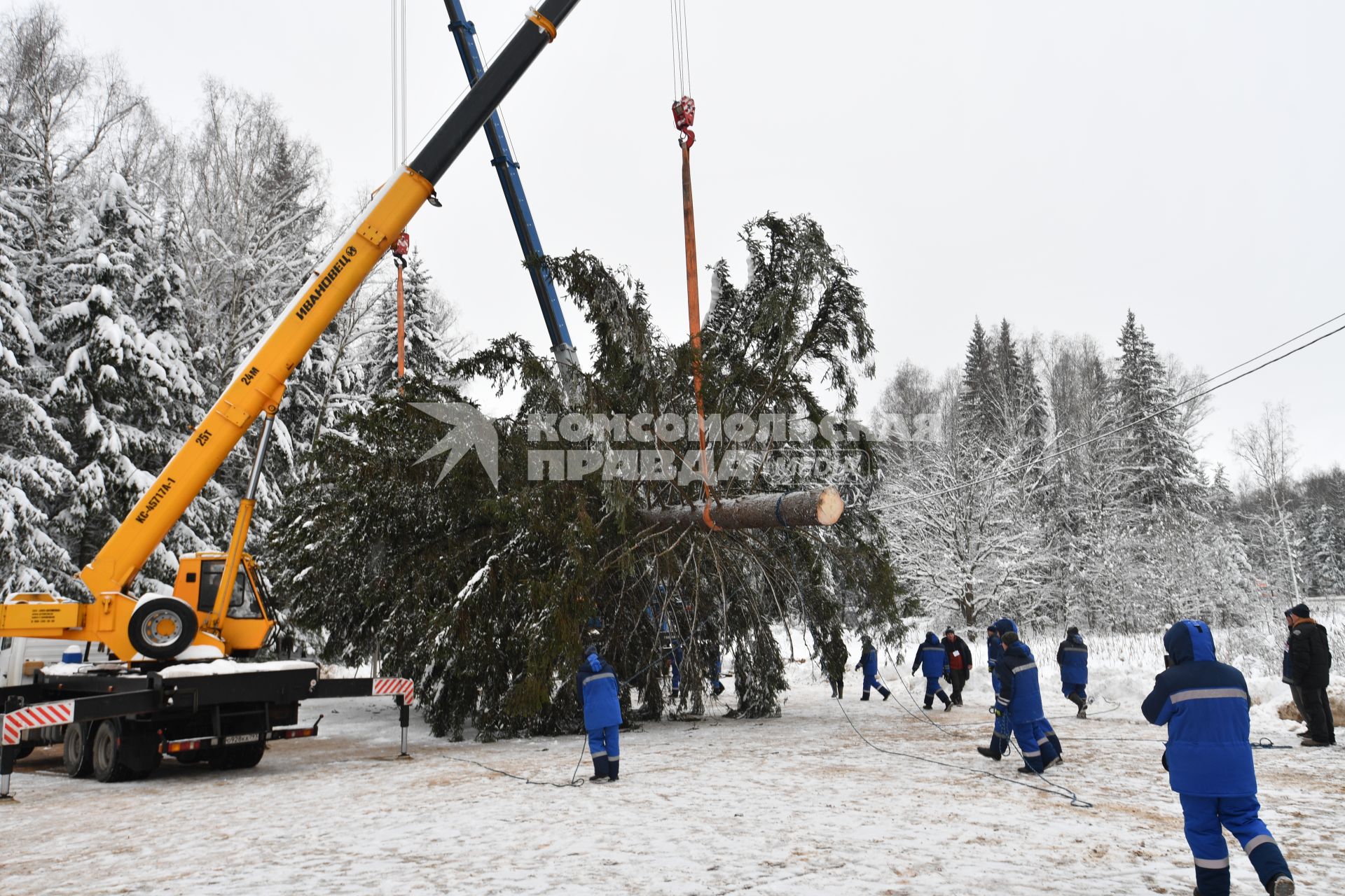 Церемония спила главной новогодней ели в Подмосковье