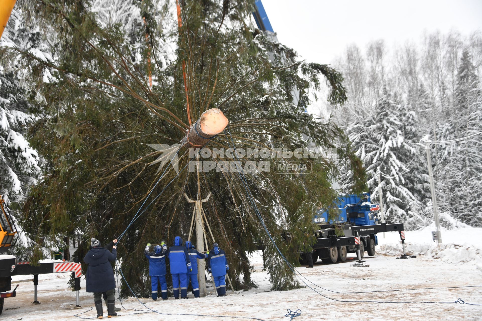 Церемония спила главной новогодней ели в Подмосковье