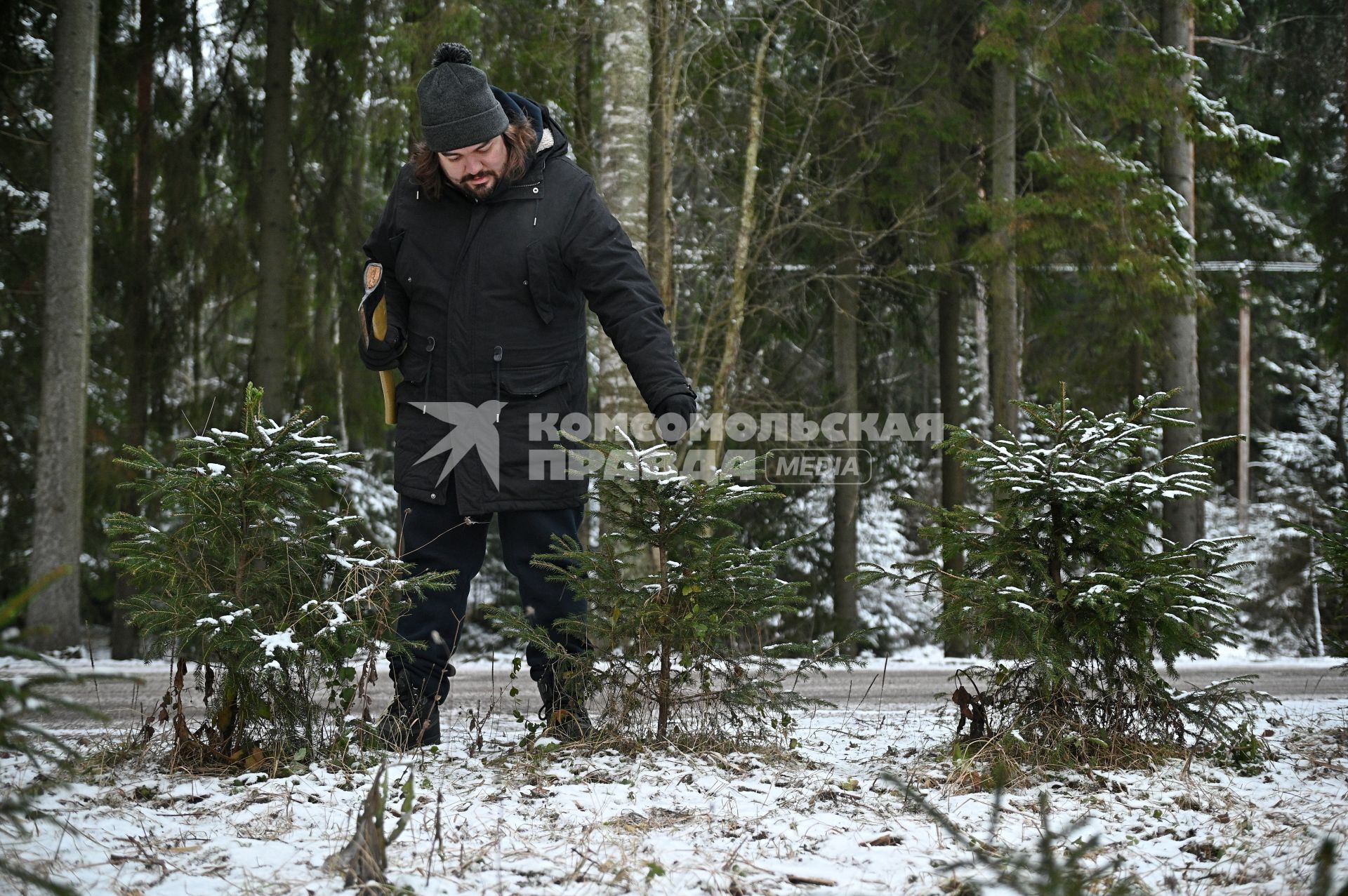 Заготовка новогодней ели