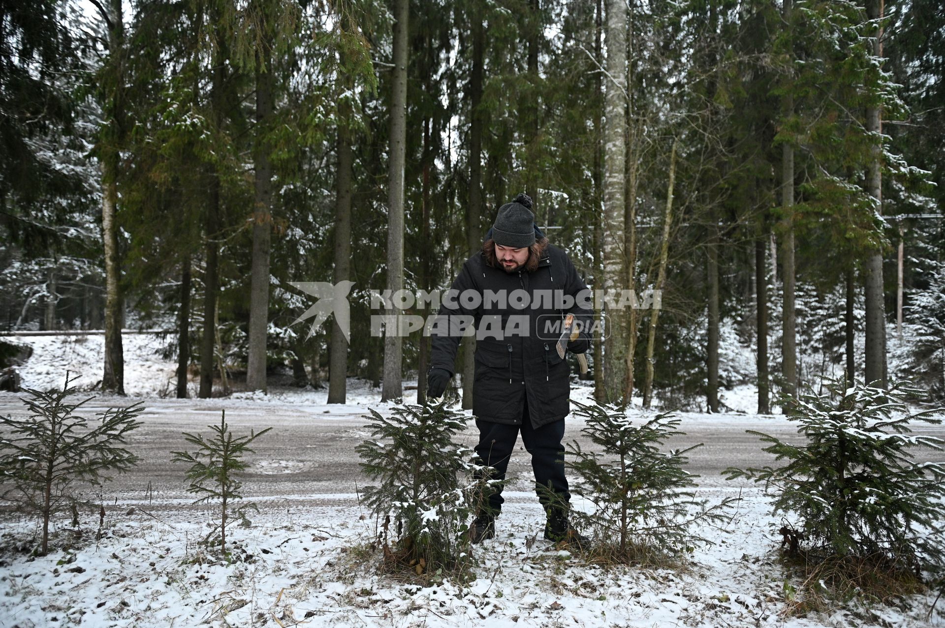 Заготовка новогодней ели