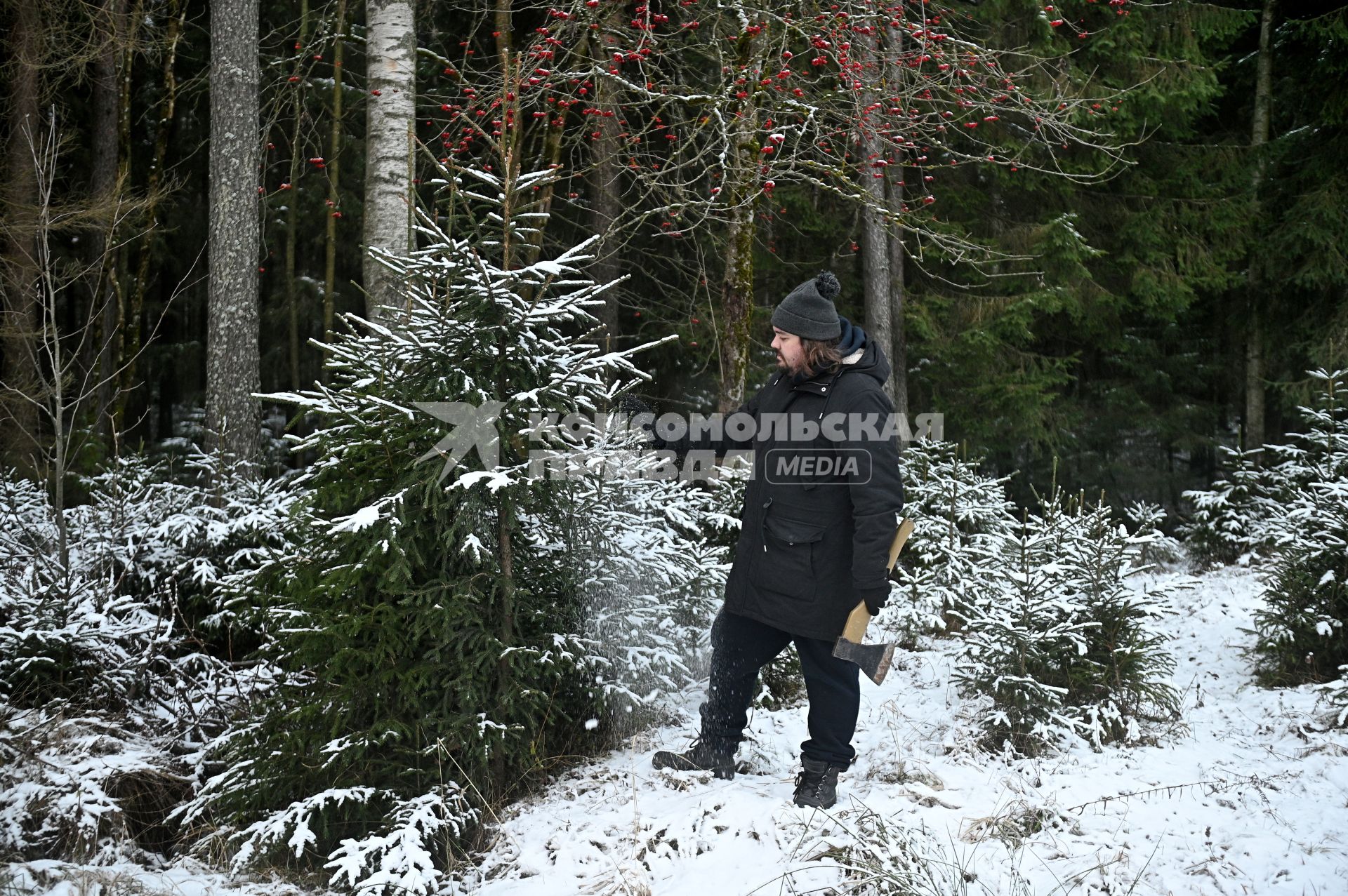 Заготовка новогодней ели