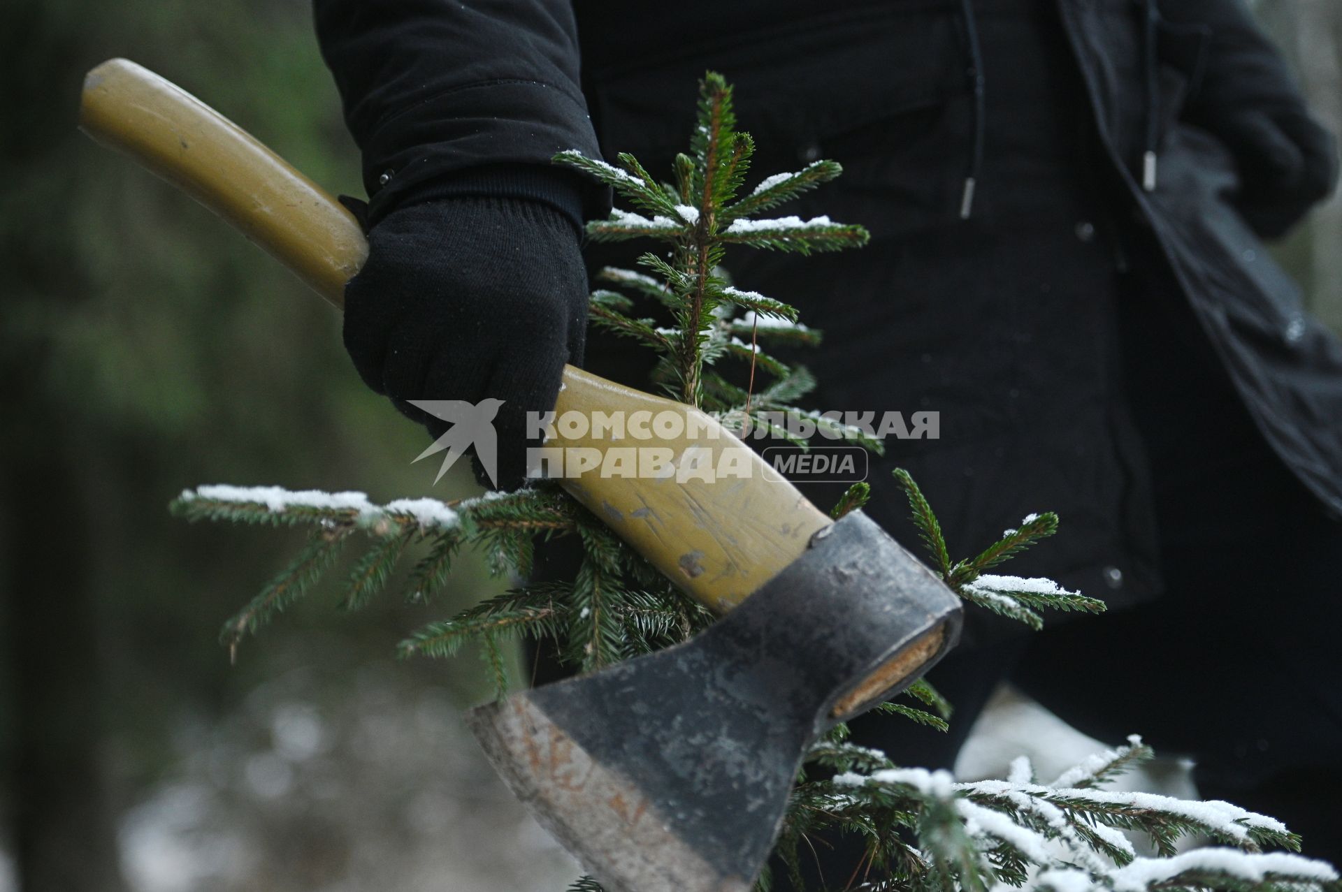 Заготовка новогодней ели