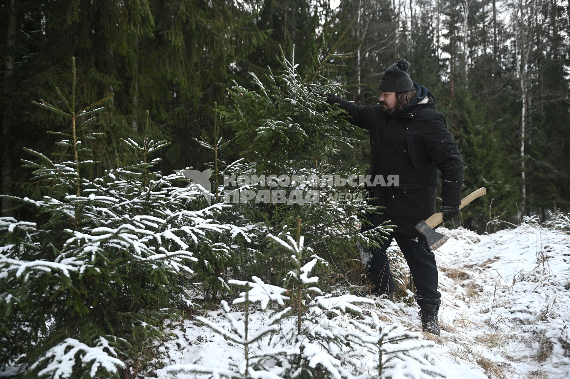 Заготовка новогодней ели