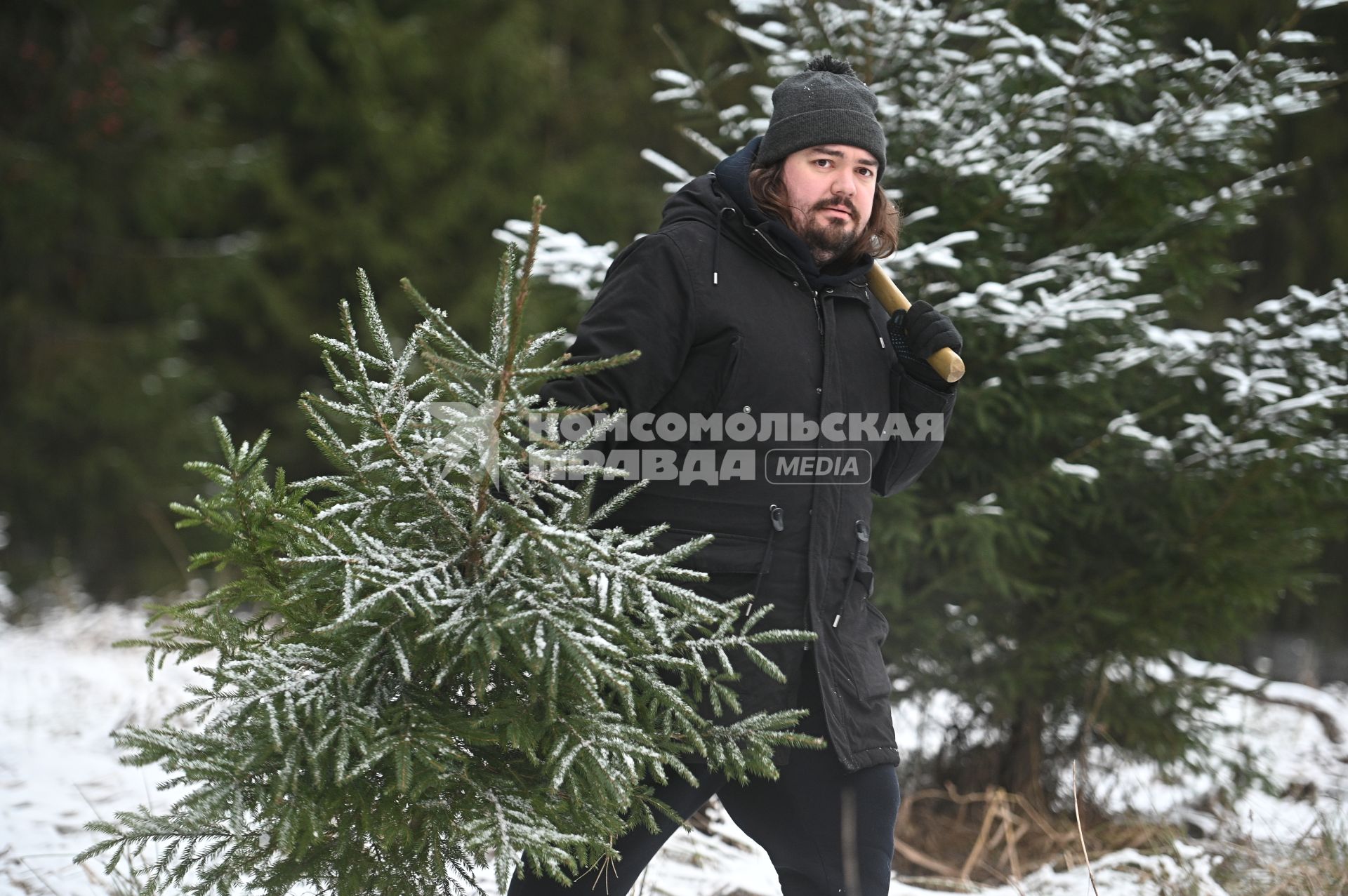 Заготовка новогодней ели  в лесу