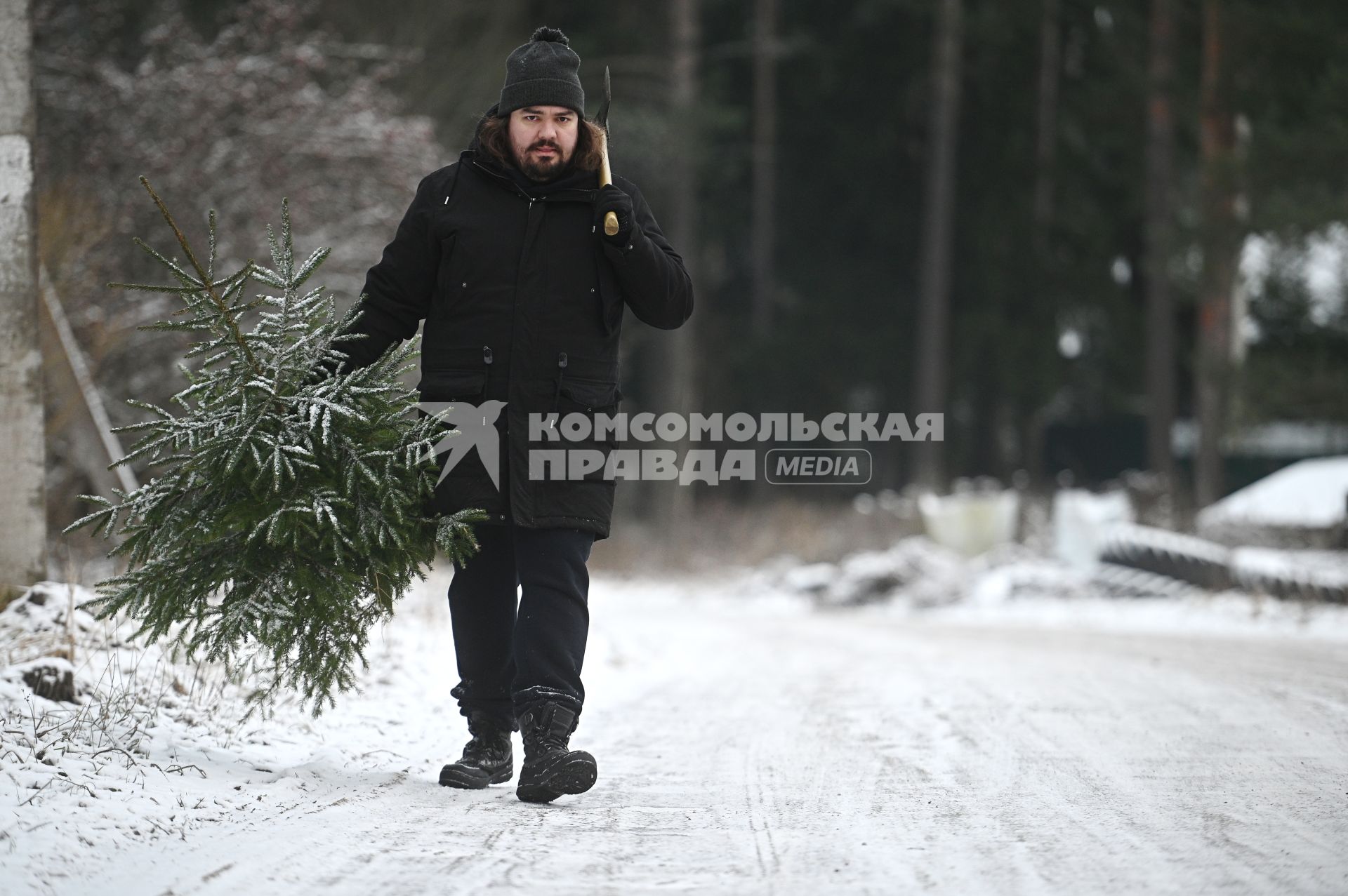 Заготовка новогодней ели