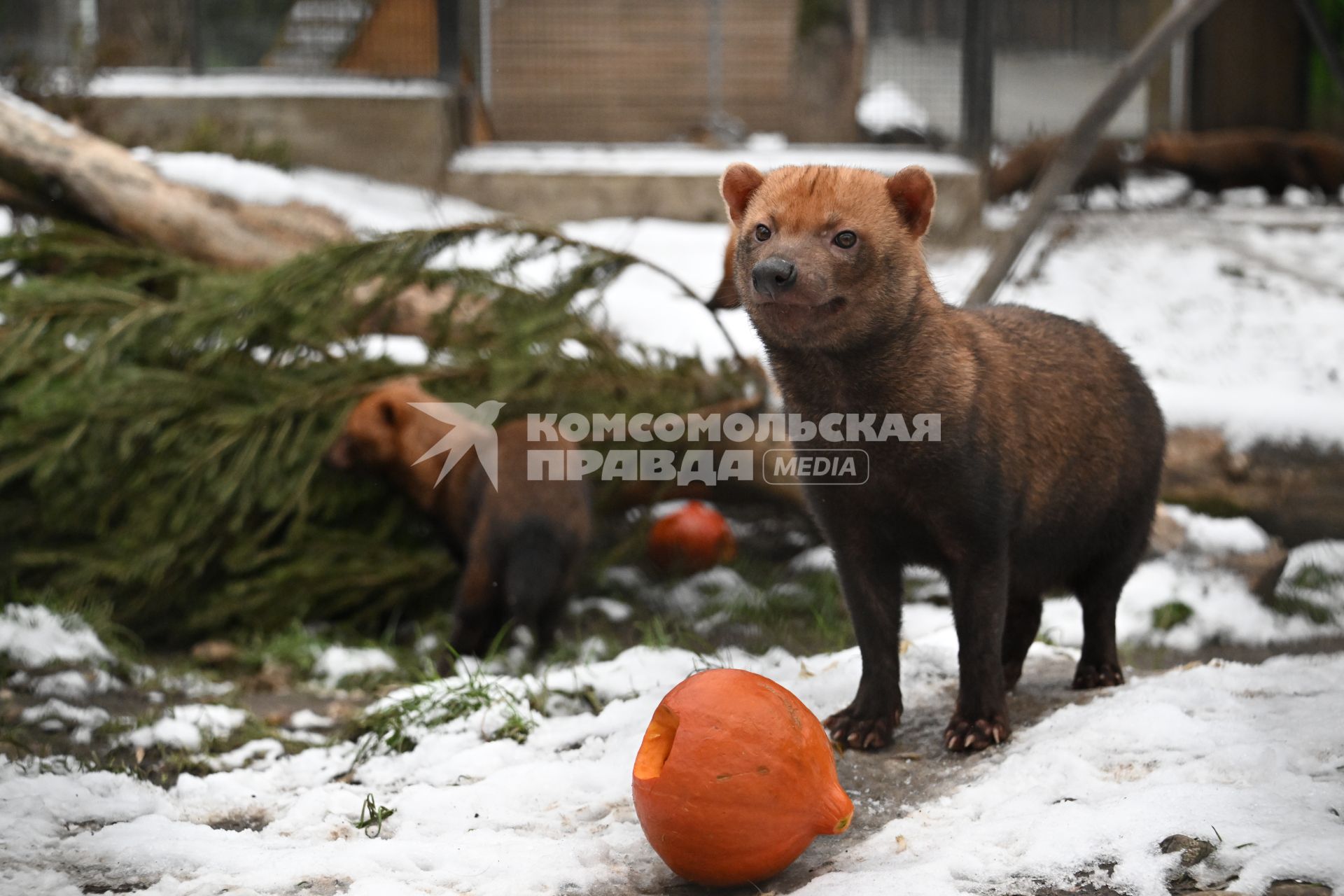 Новые животные в Московском зоопарке