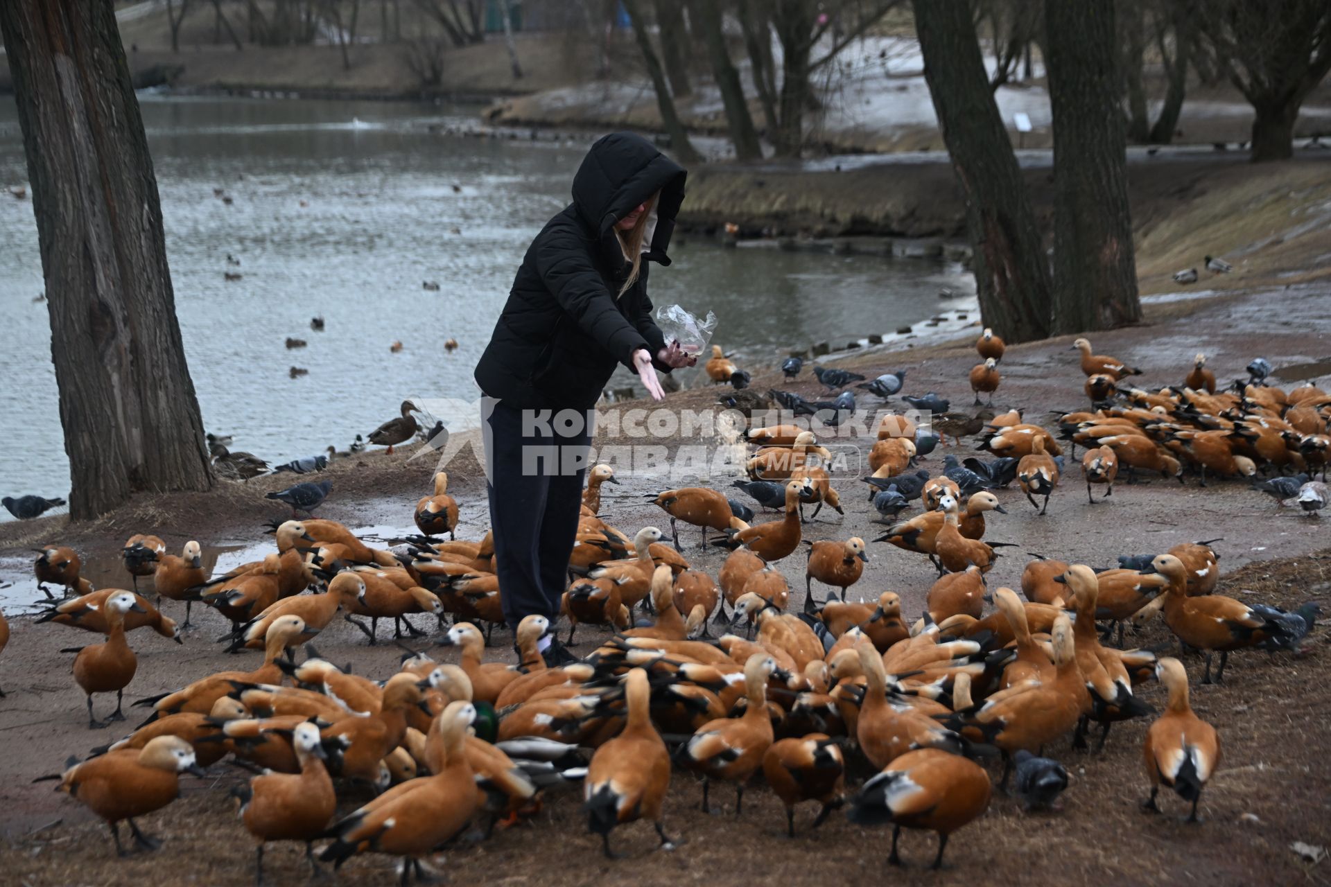 Огари в Москве