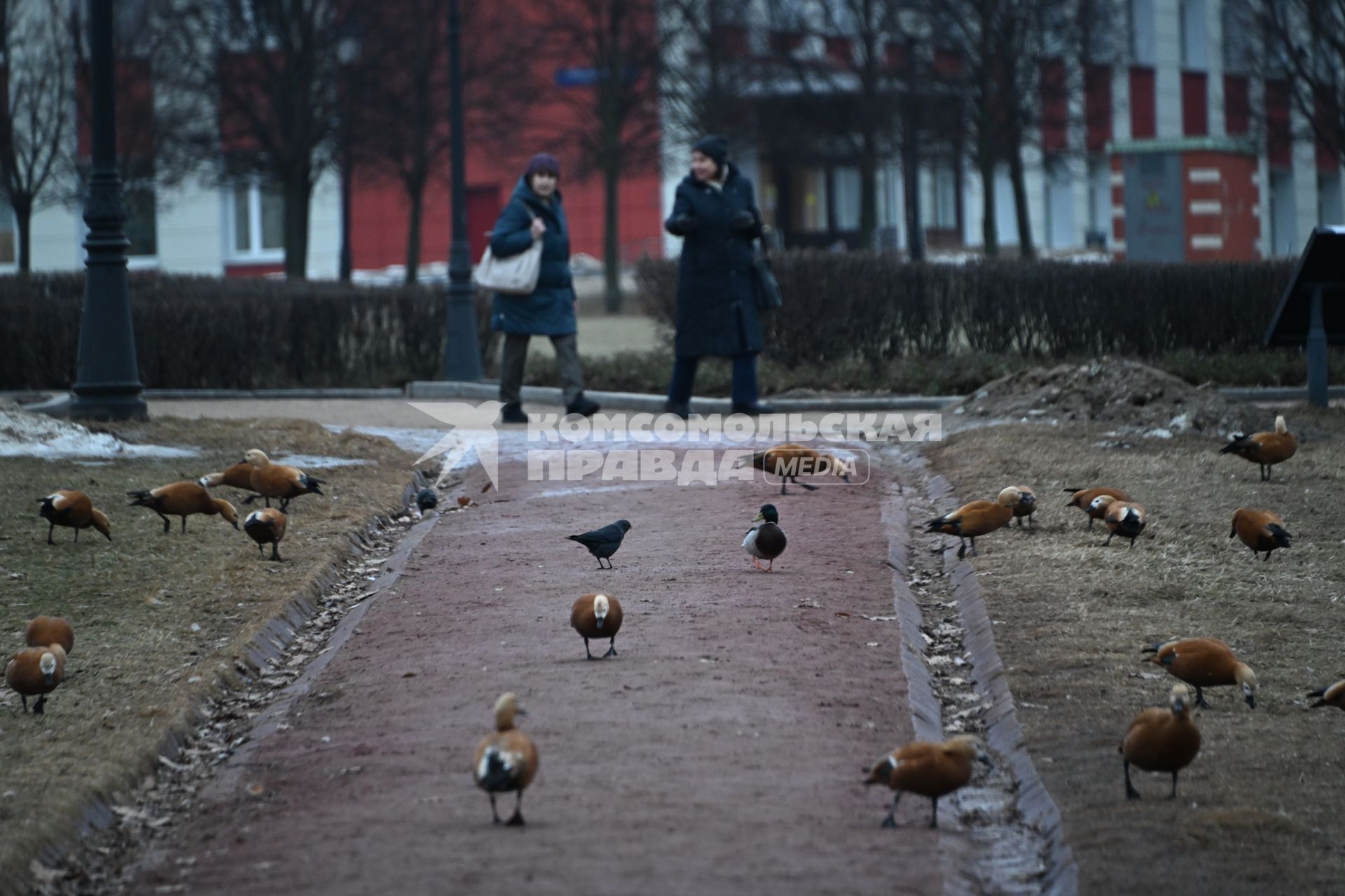 Огари в Москве