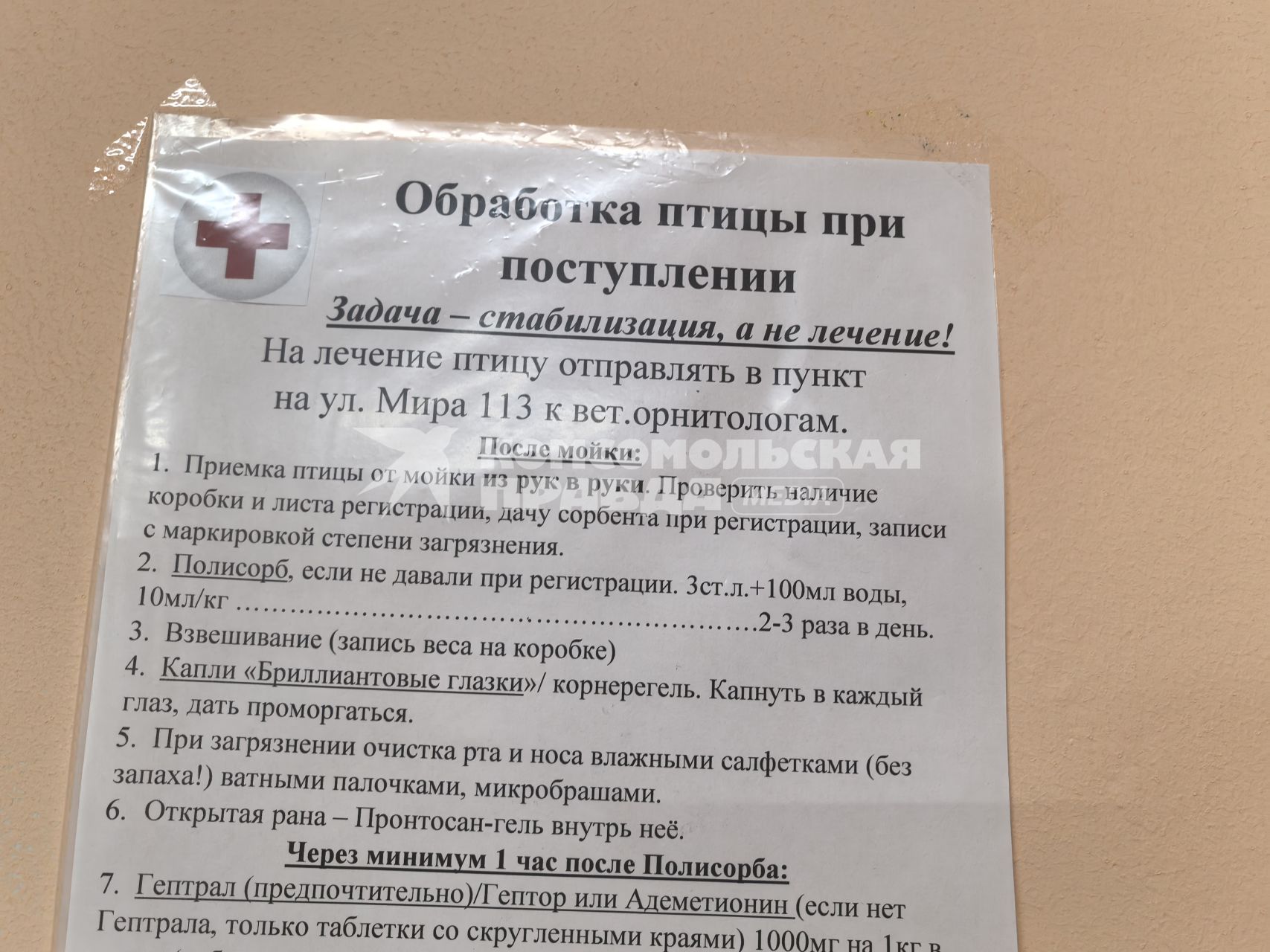 Птичий госпиталь в Анапе