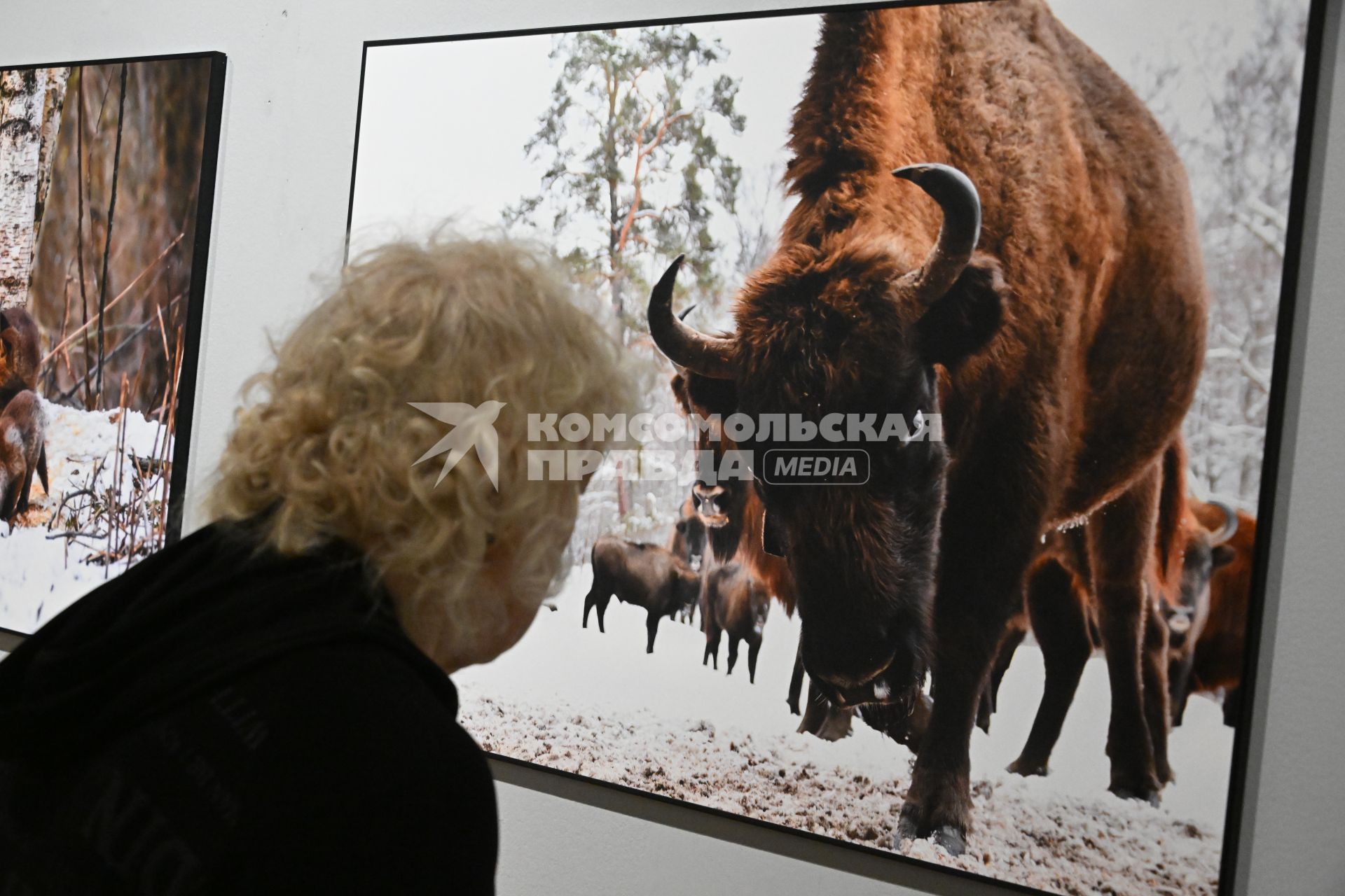 Общероссийский фестиваль природы Первозданная Россия\"