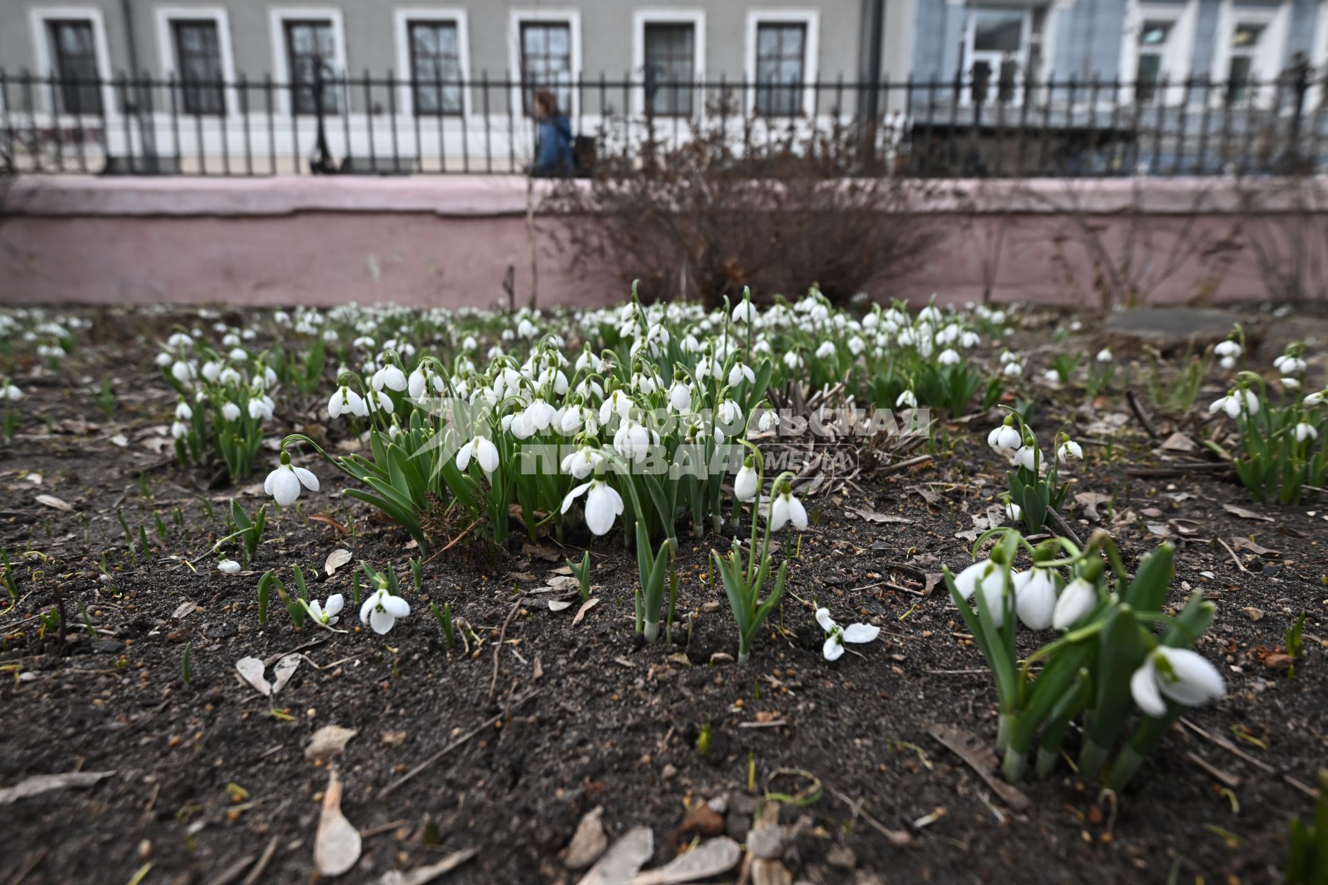 Первоцветы зацвели в Москве