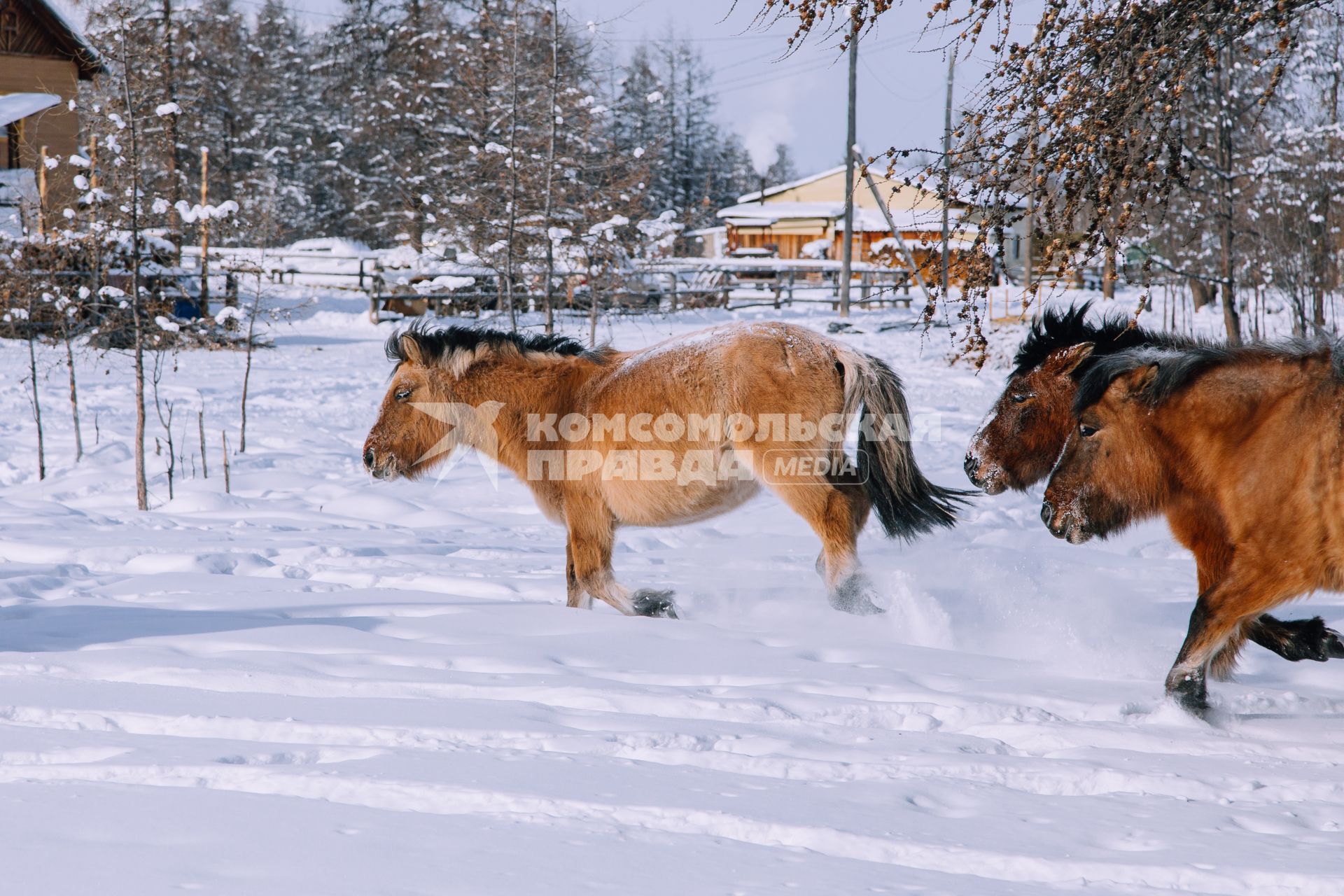 Полюс Холода