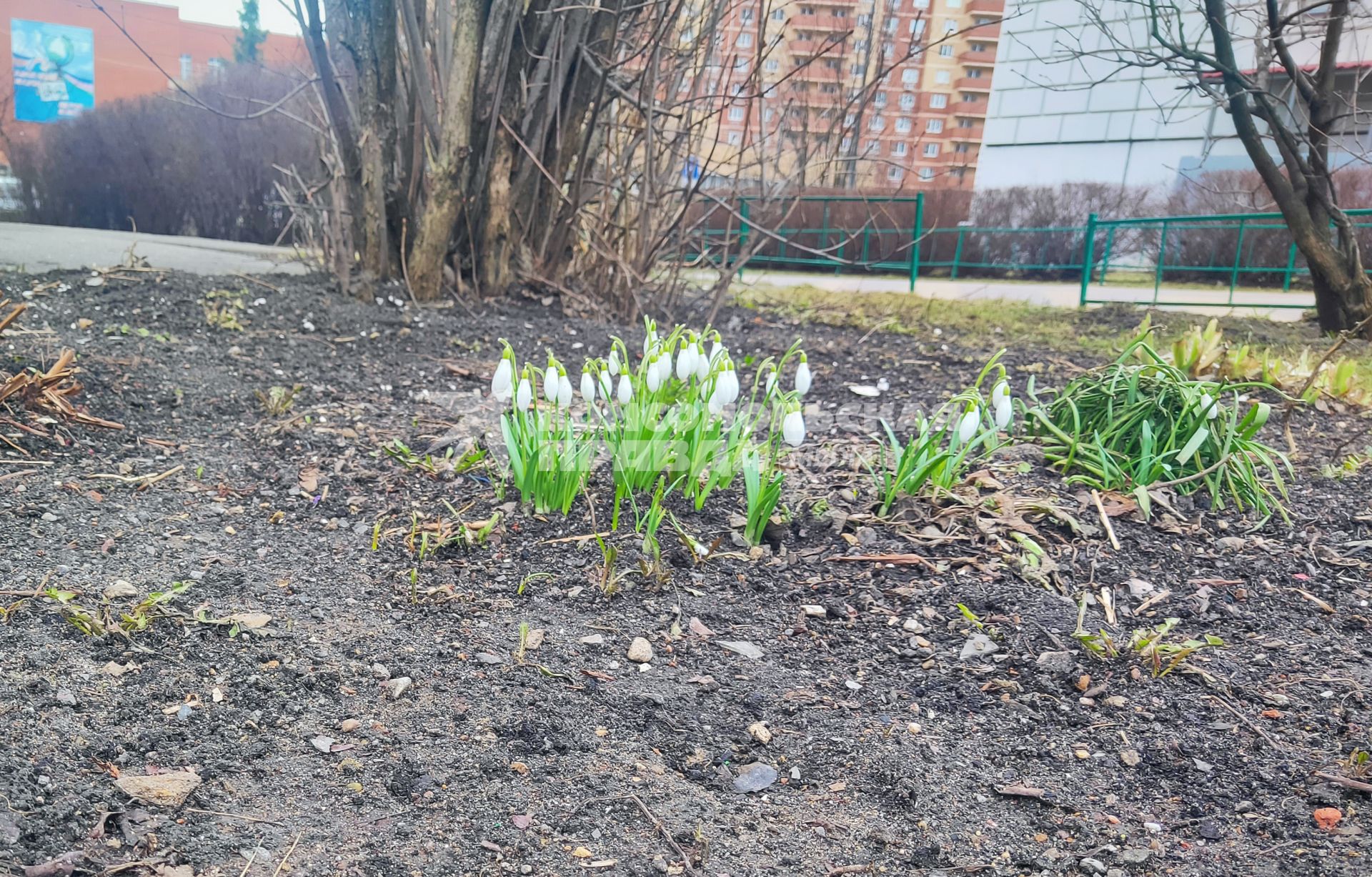 Подснежники в Москве