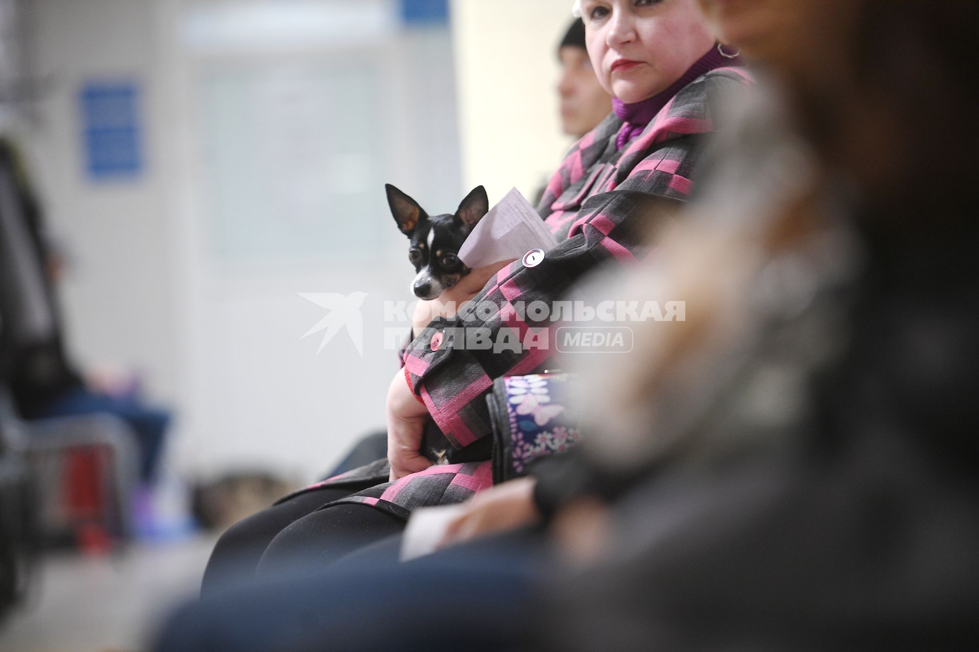 Работа городской ветеринарной станции в Петербурге