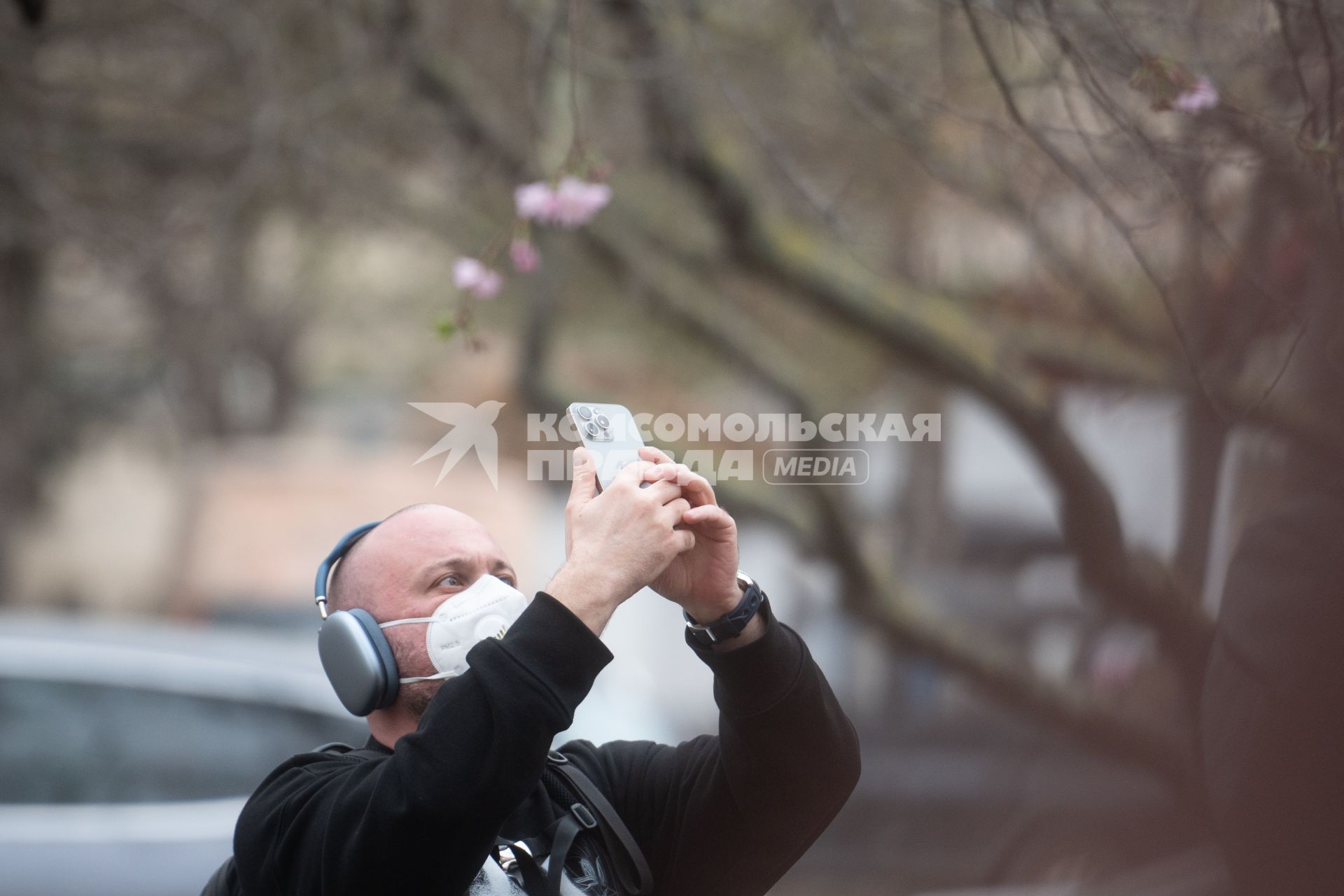 Цветущая сакура в Петербурге