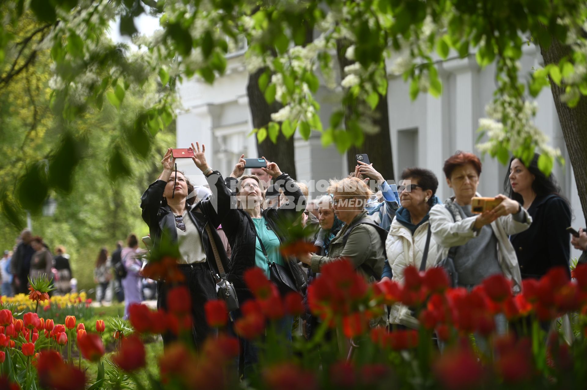 Фестиваль тюльпанов в Санкт-Петербурге