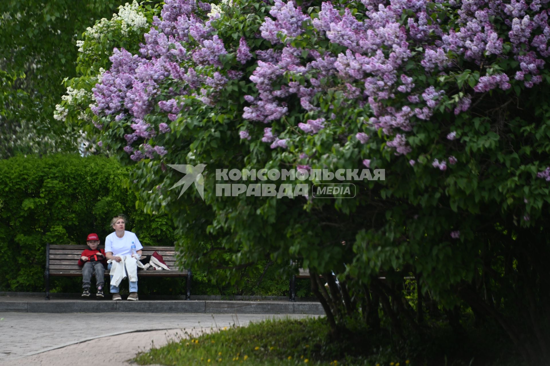 Цветение в парке Коломенское
