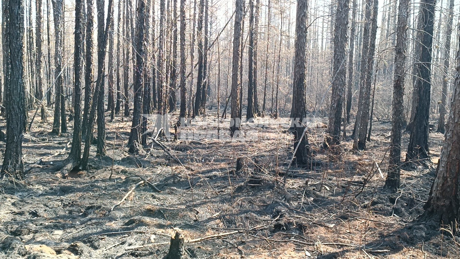 Лесные пожары в Забайкалье