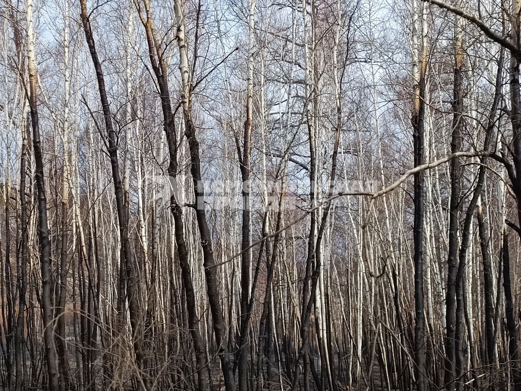 Лесные пожары в Забайкалье