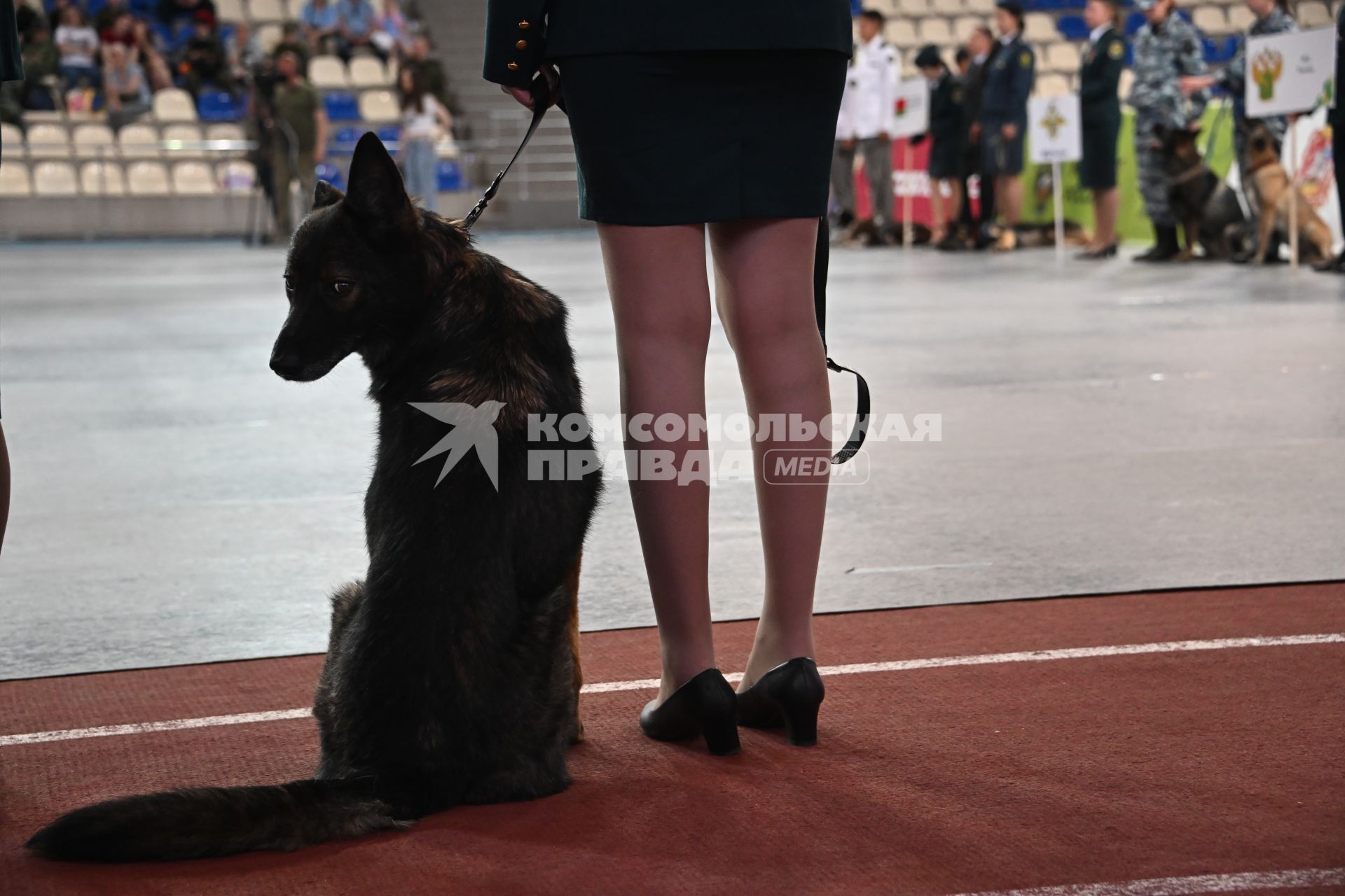 Всероссийский чемпионат среди кинологов таможенных органов в Щелково