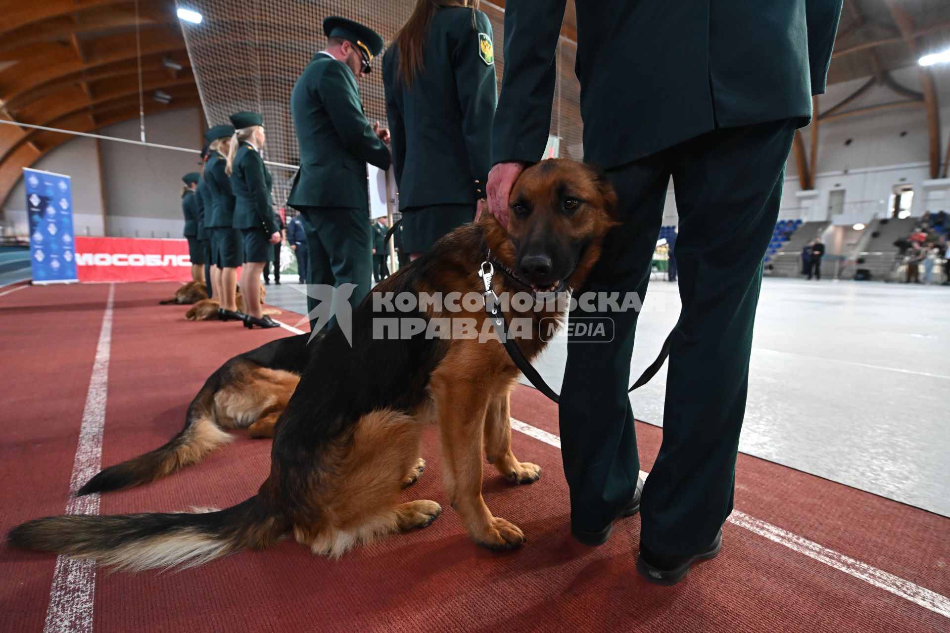 Всероссийский чемпионат среди кинологов таможенных органов в Щелково